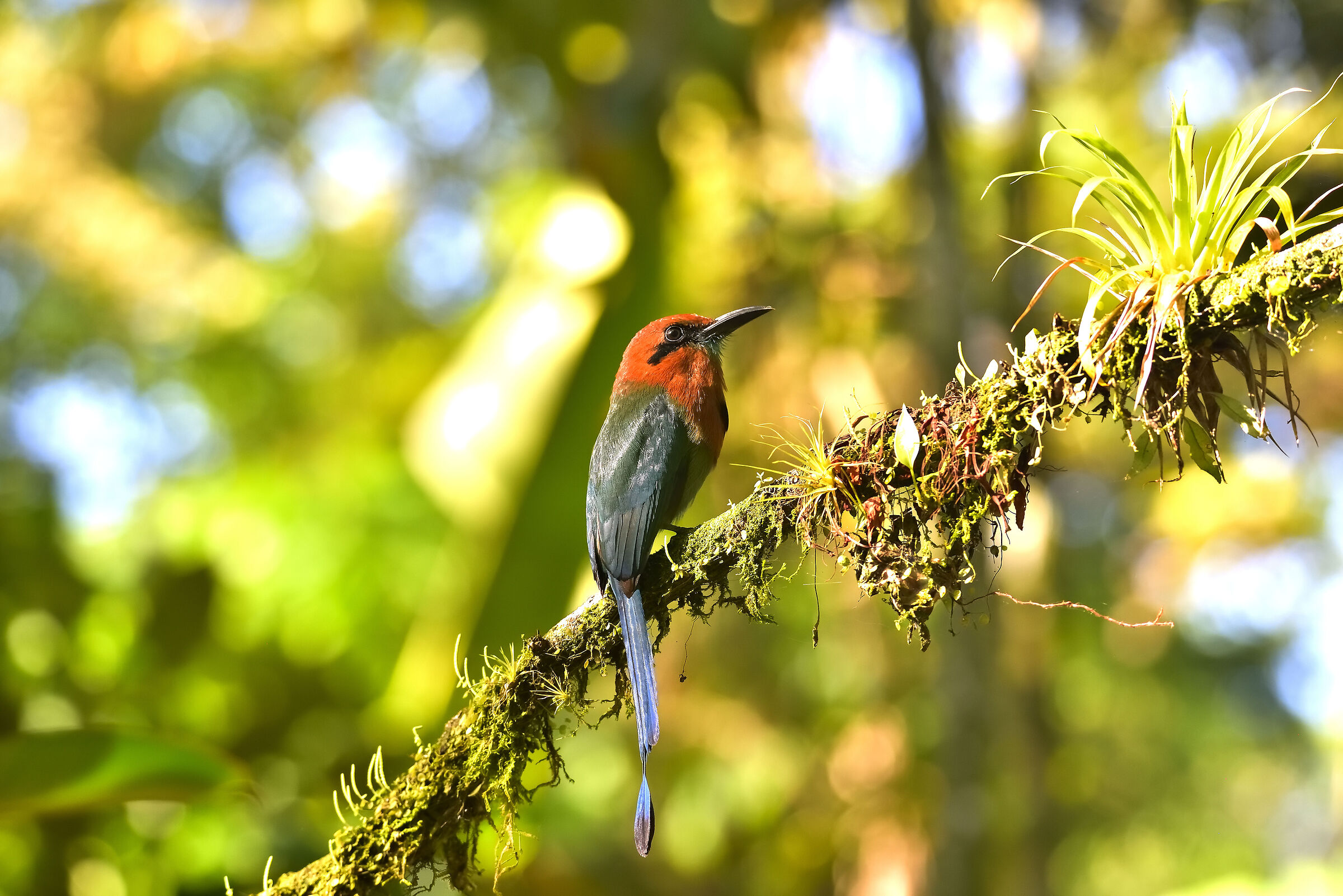 Photographic workshop in search of the splendid Motmot...