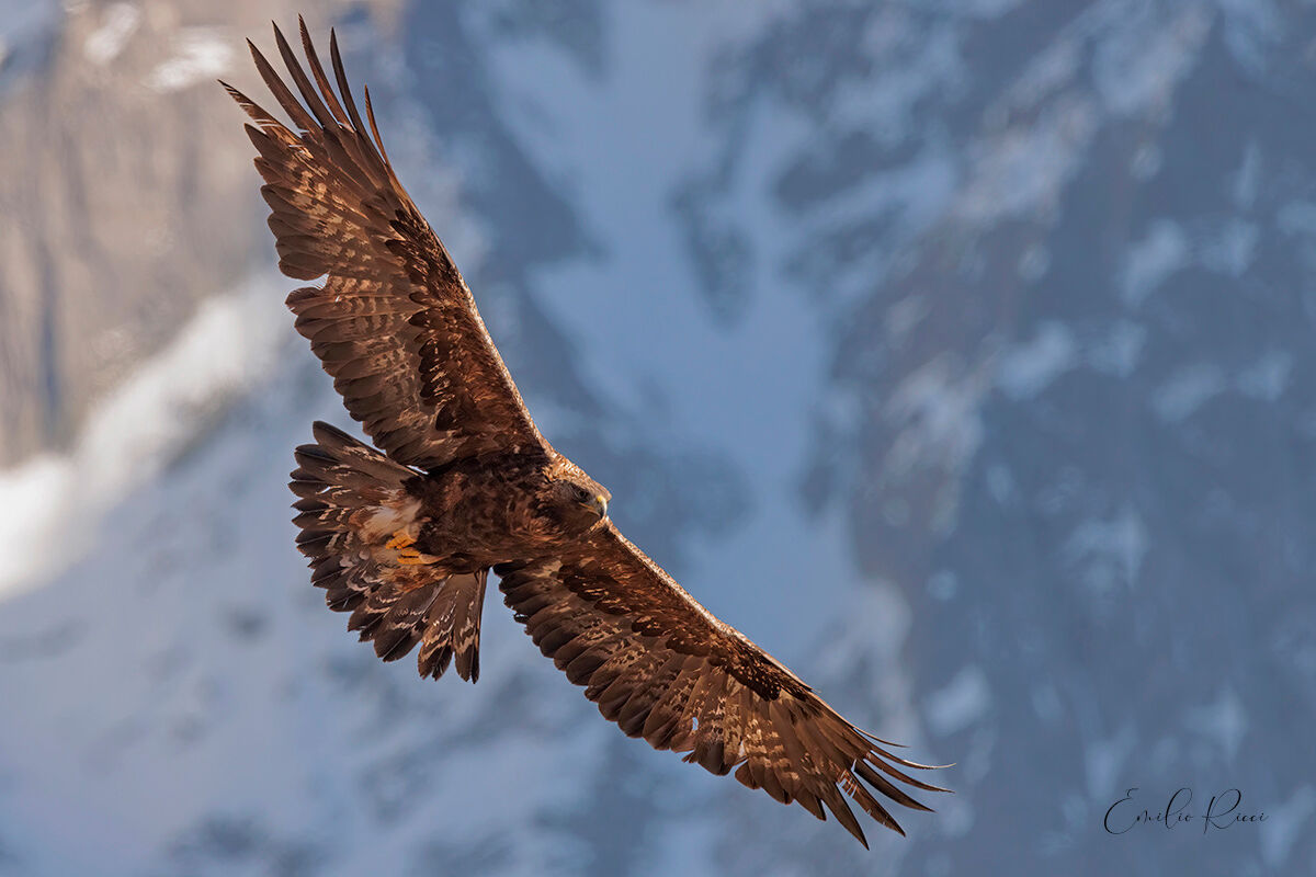 Golden eagle Italian Alps ...