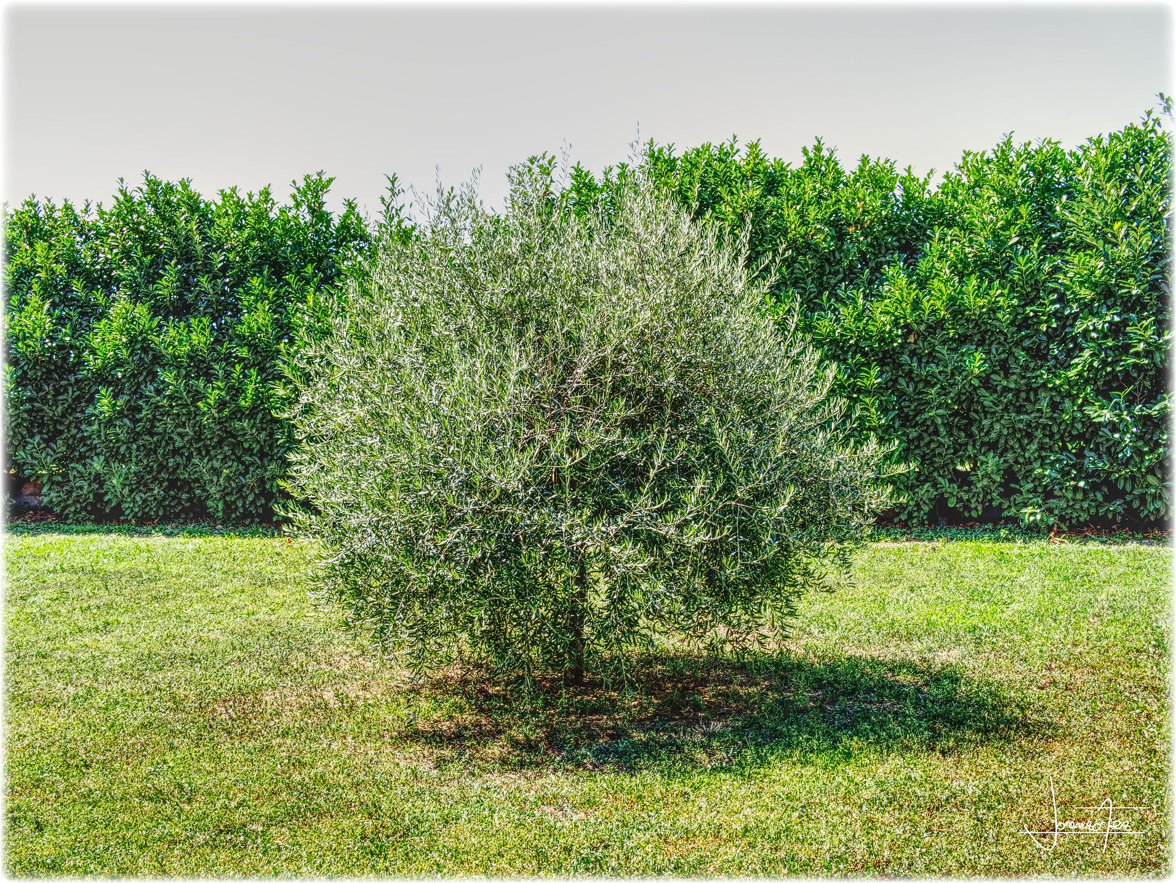 Olive tree...