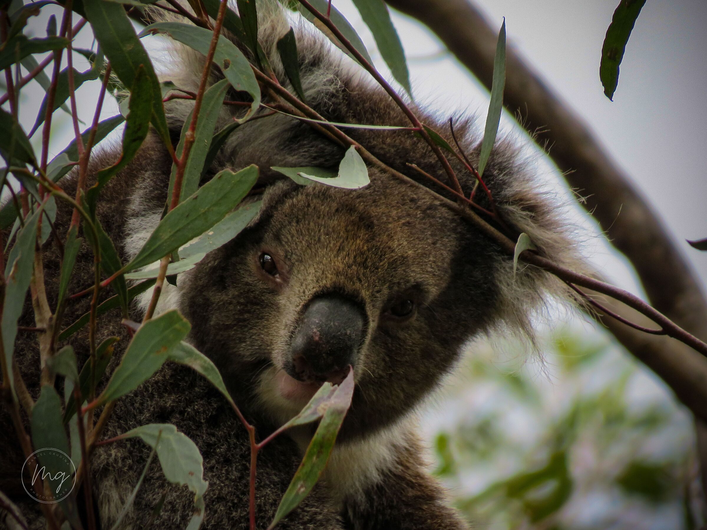 Australian wildlife - Koala (2)...