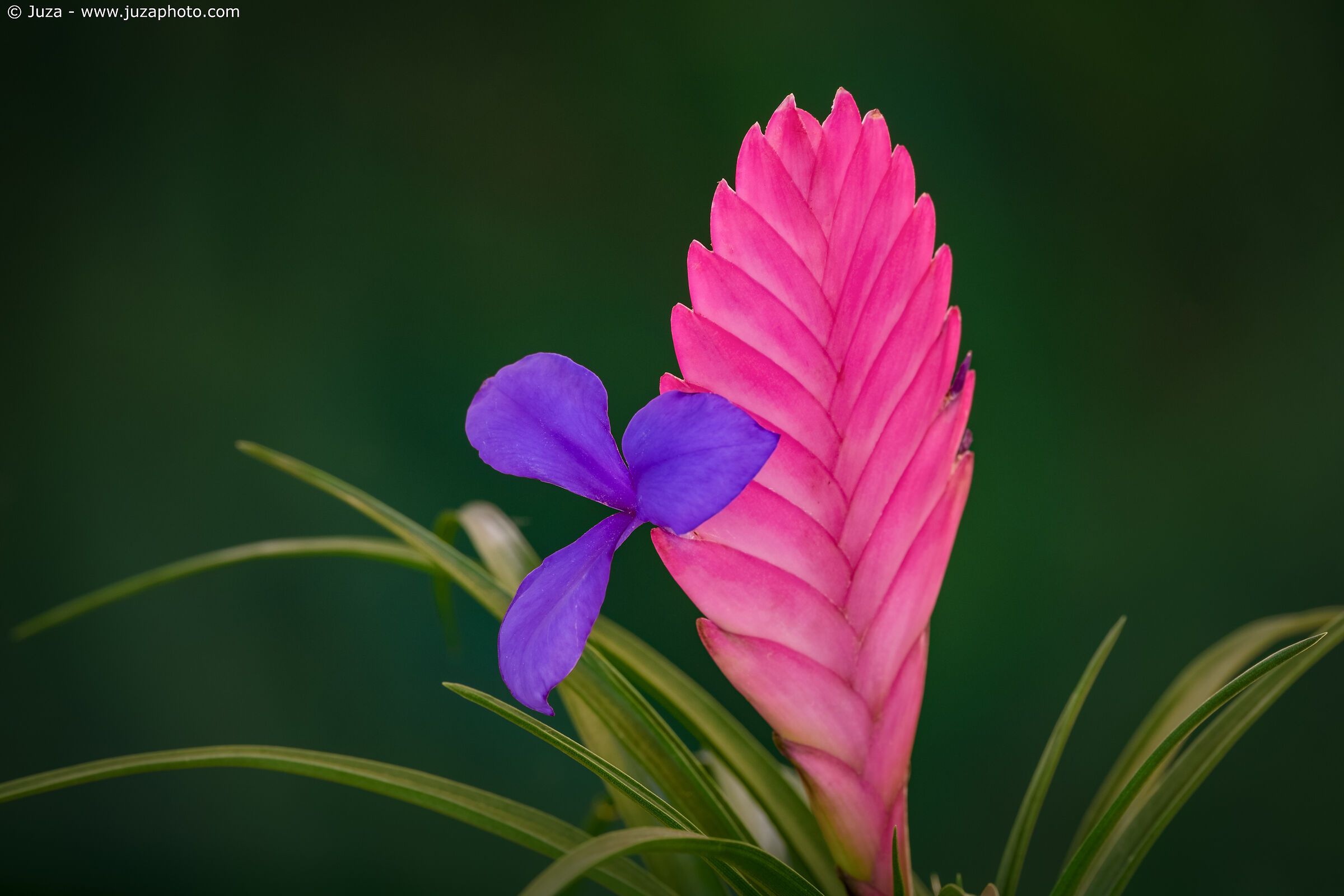 The colors of Bromeliad...