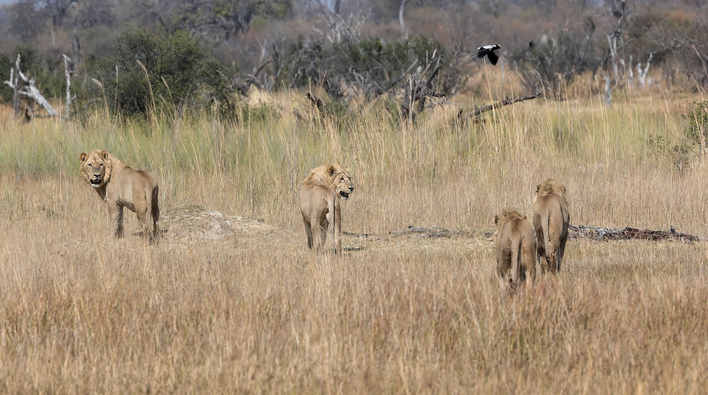 Lions defeated - Botswana, Moremi Game Reserve ...