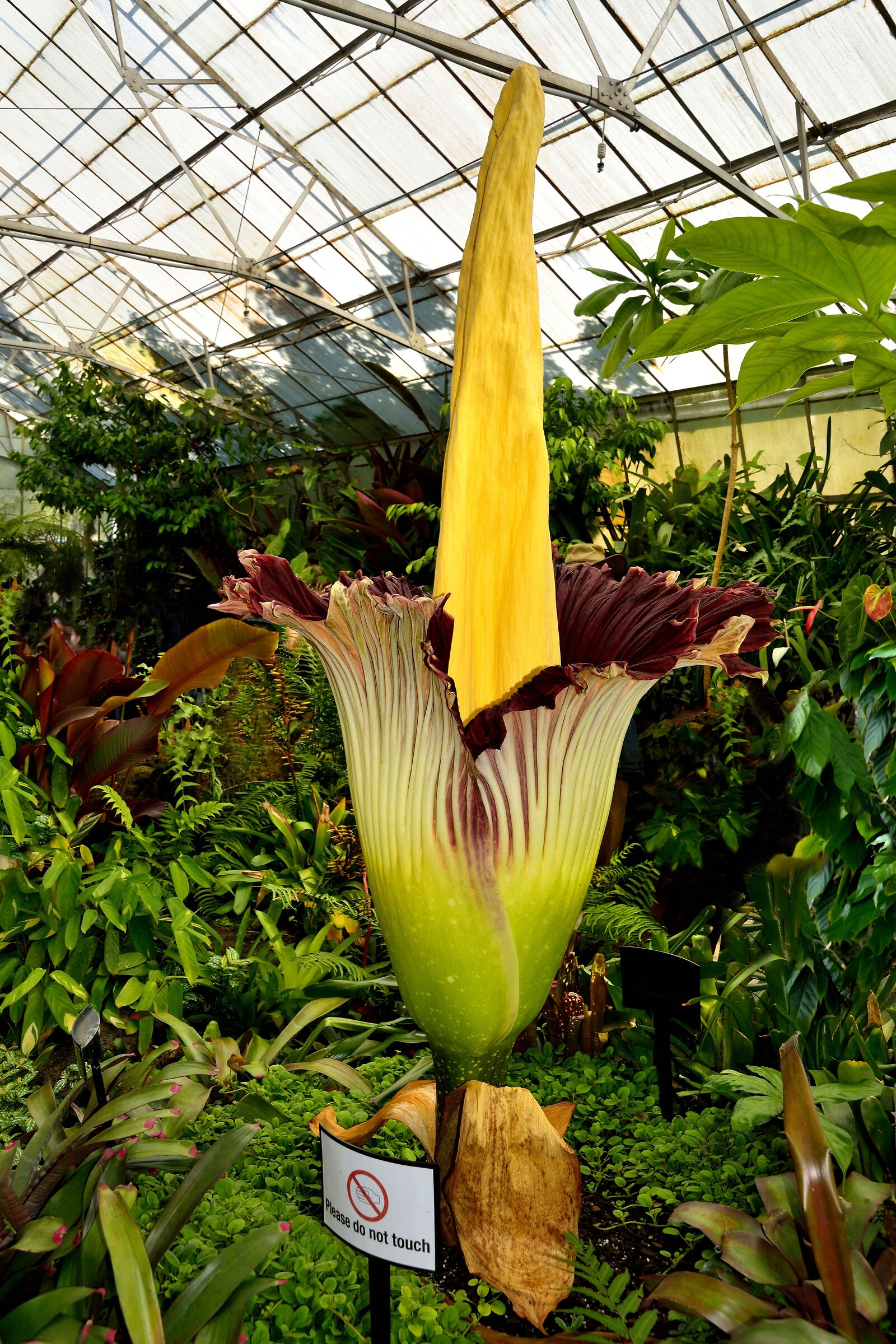 Arum Titan, the largest flower on the planet...