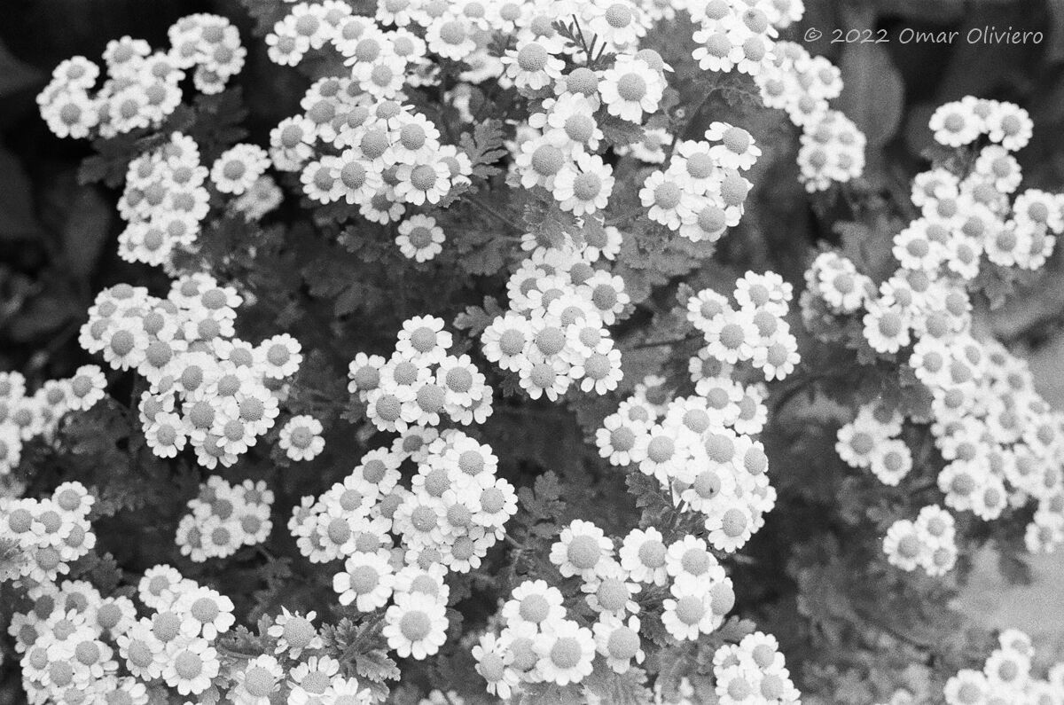 Maresine grass - Chrysanthemum parthenium L....