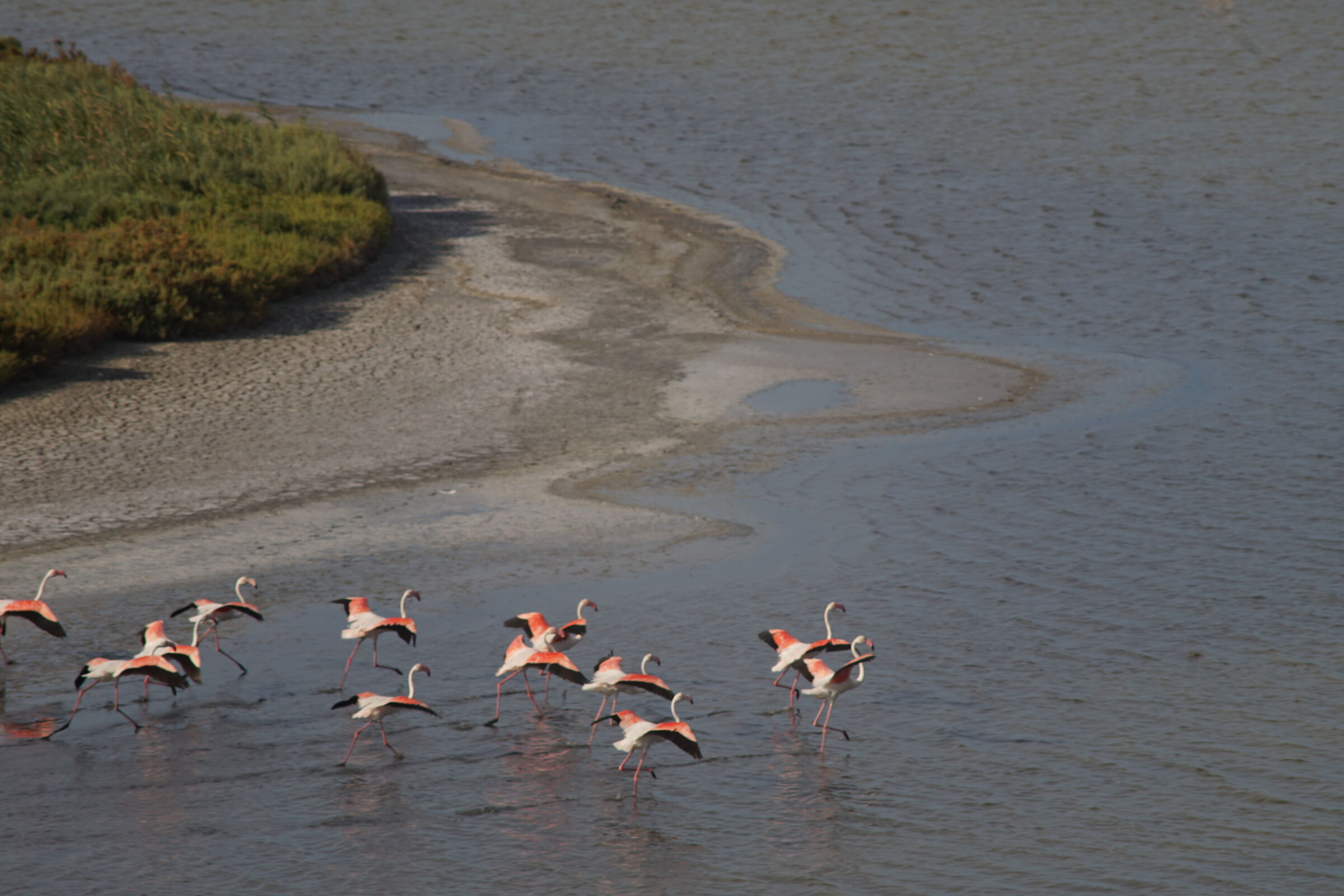 flamingos in the PO delta...