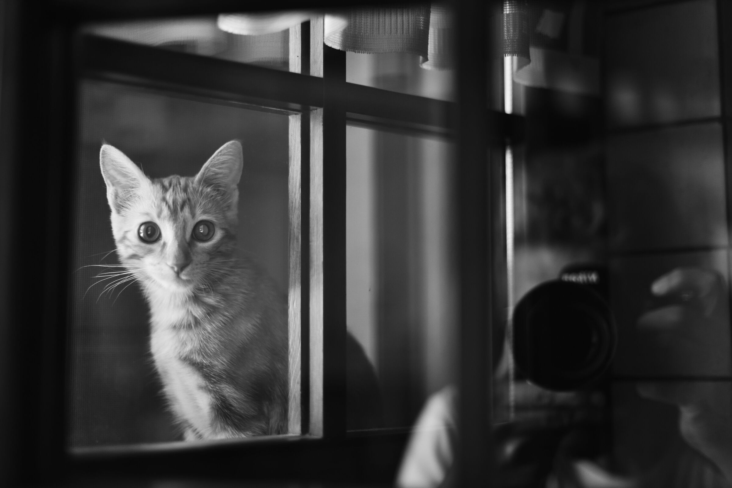 il gatto alla finestra...
