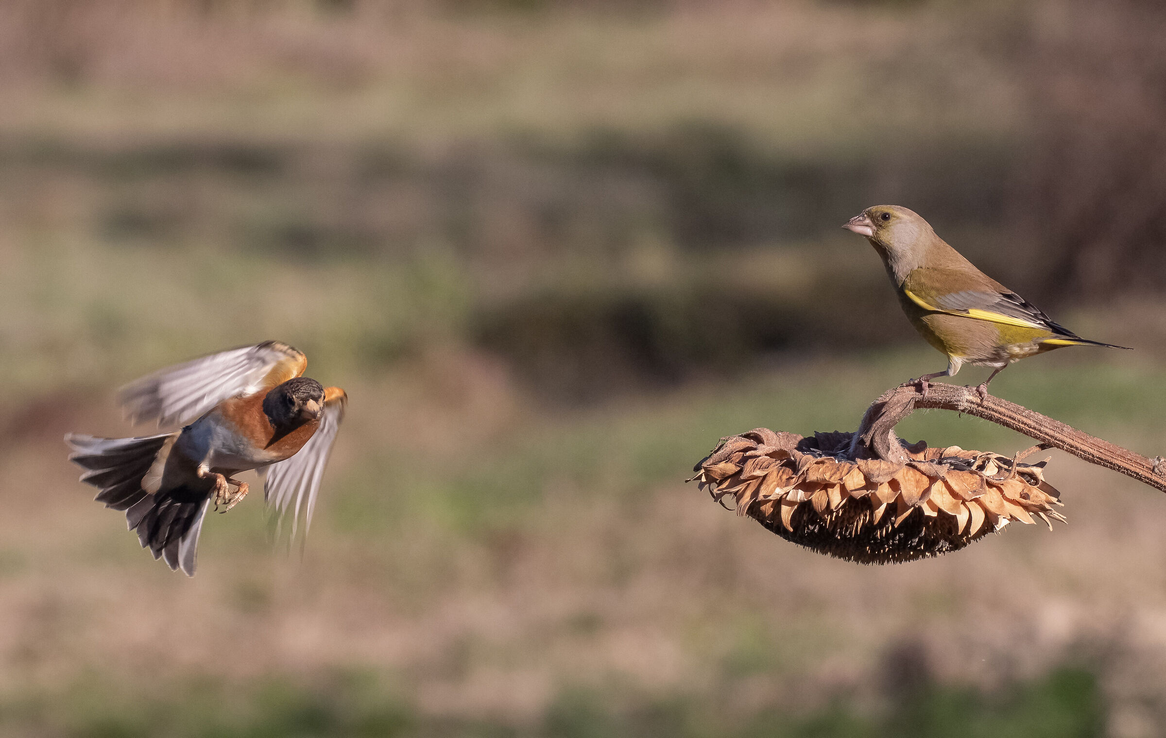 peppola vs greenfinch...
