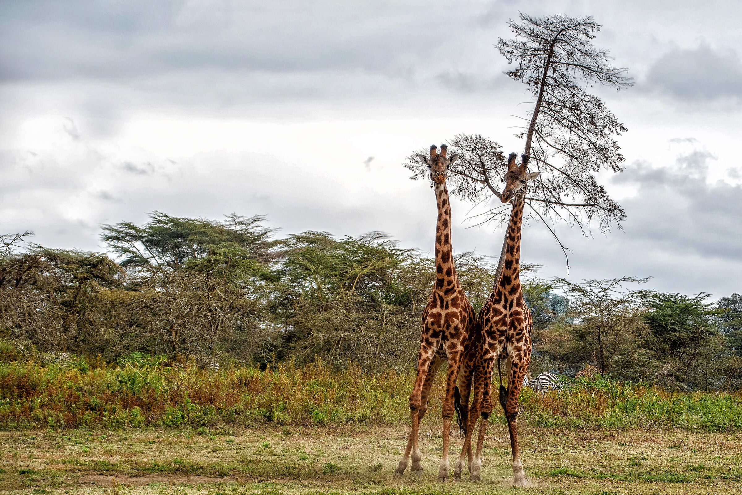 Two giraffes... posing...