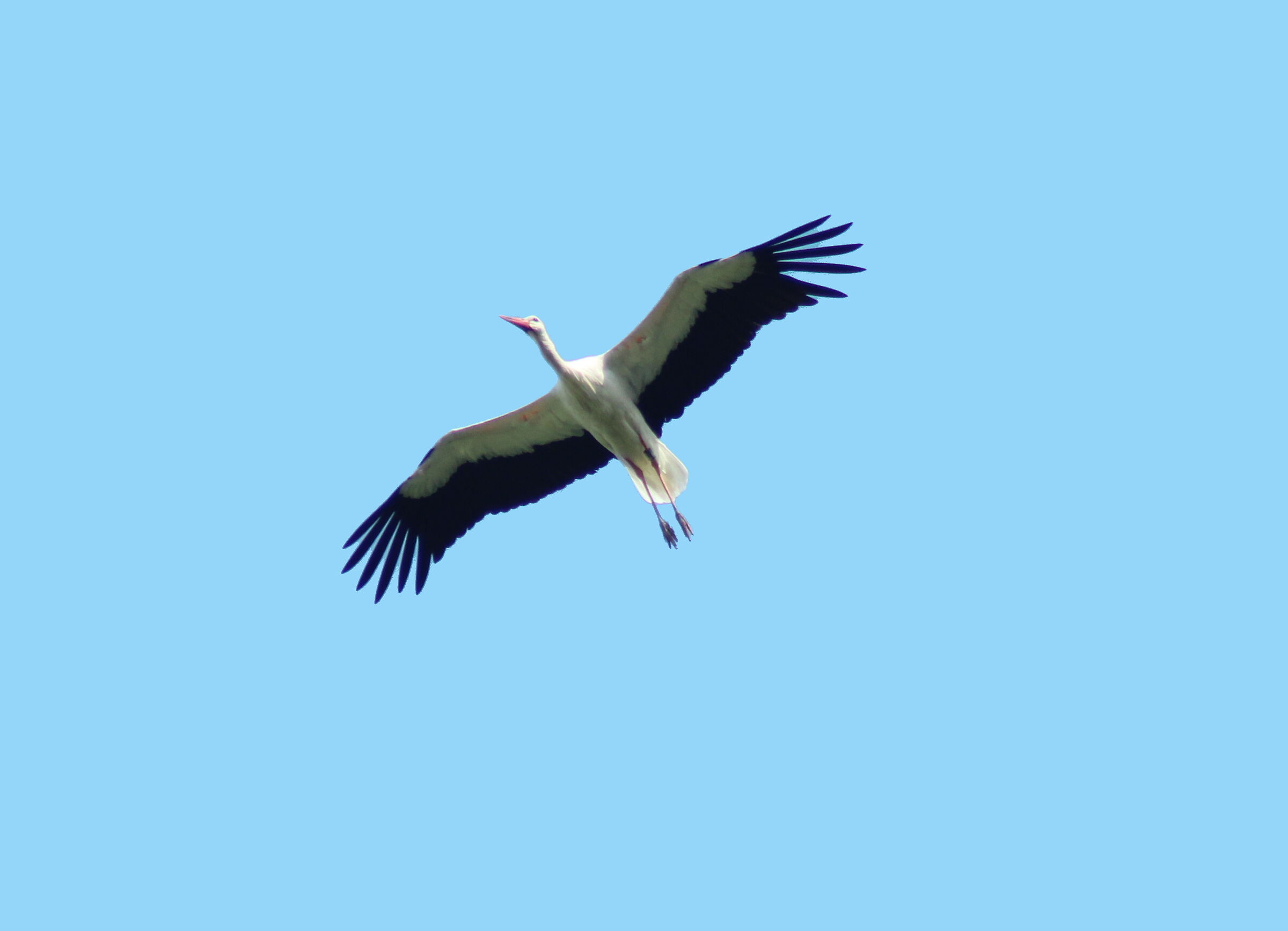 White stork in flight...