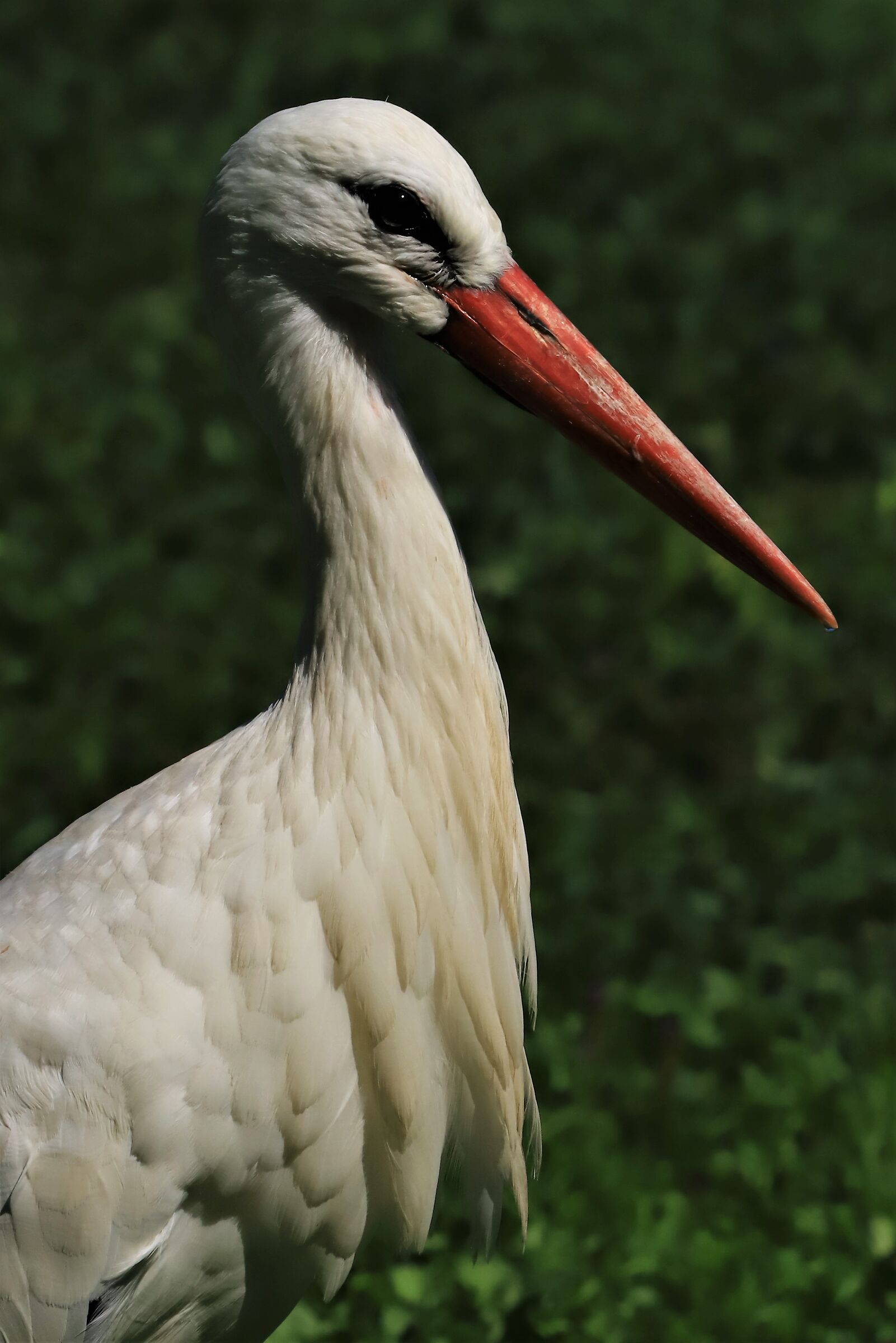 Portrait of Stork...