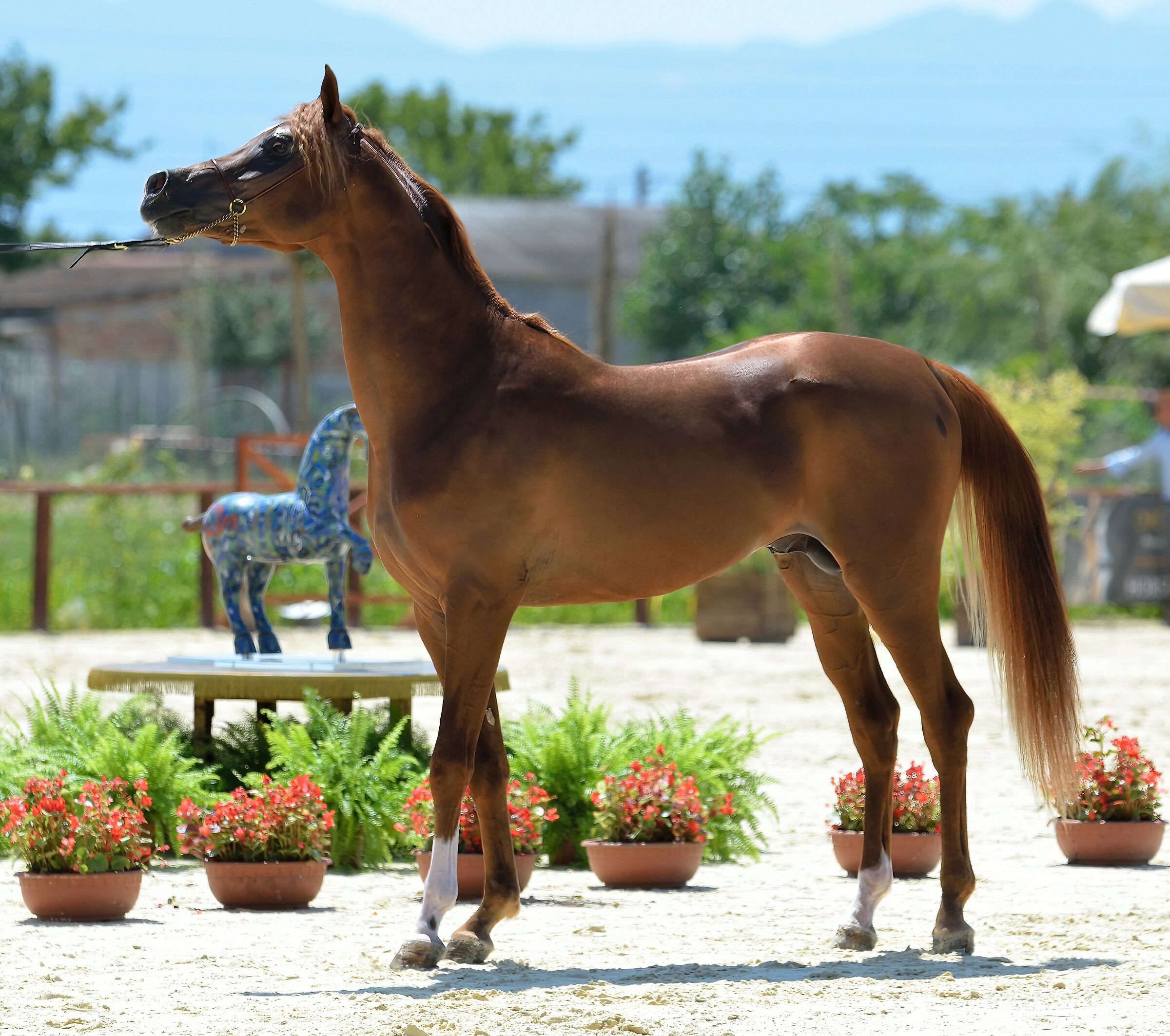 Cavallo arabo...