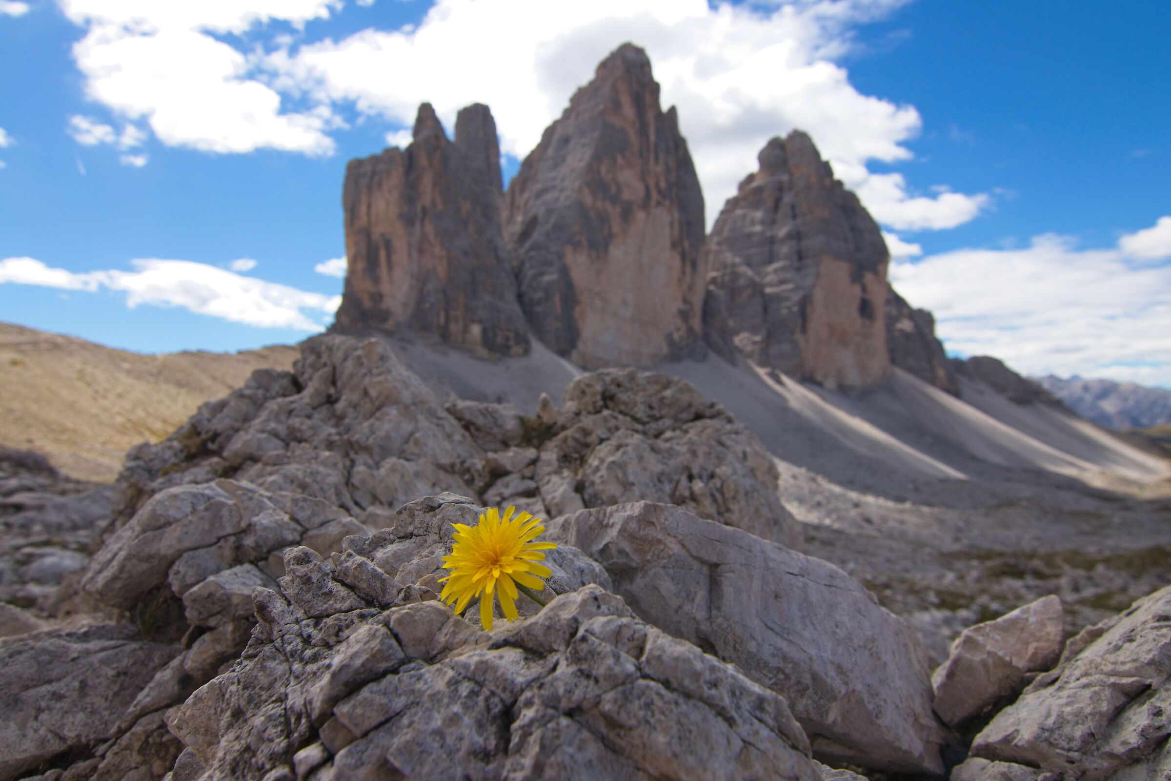 A flower among the peaks...