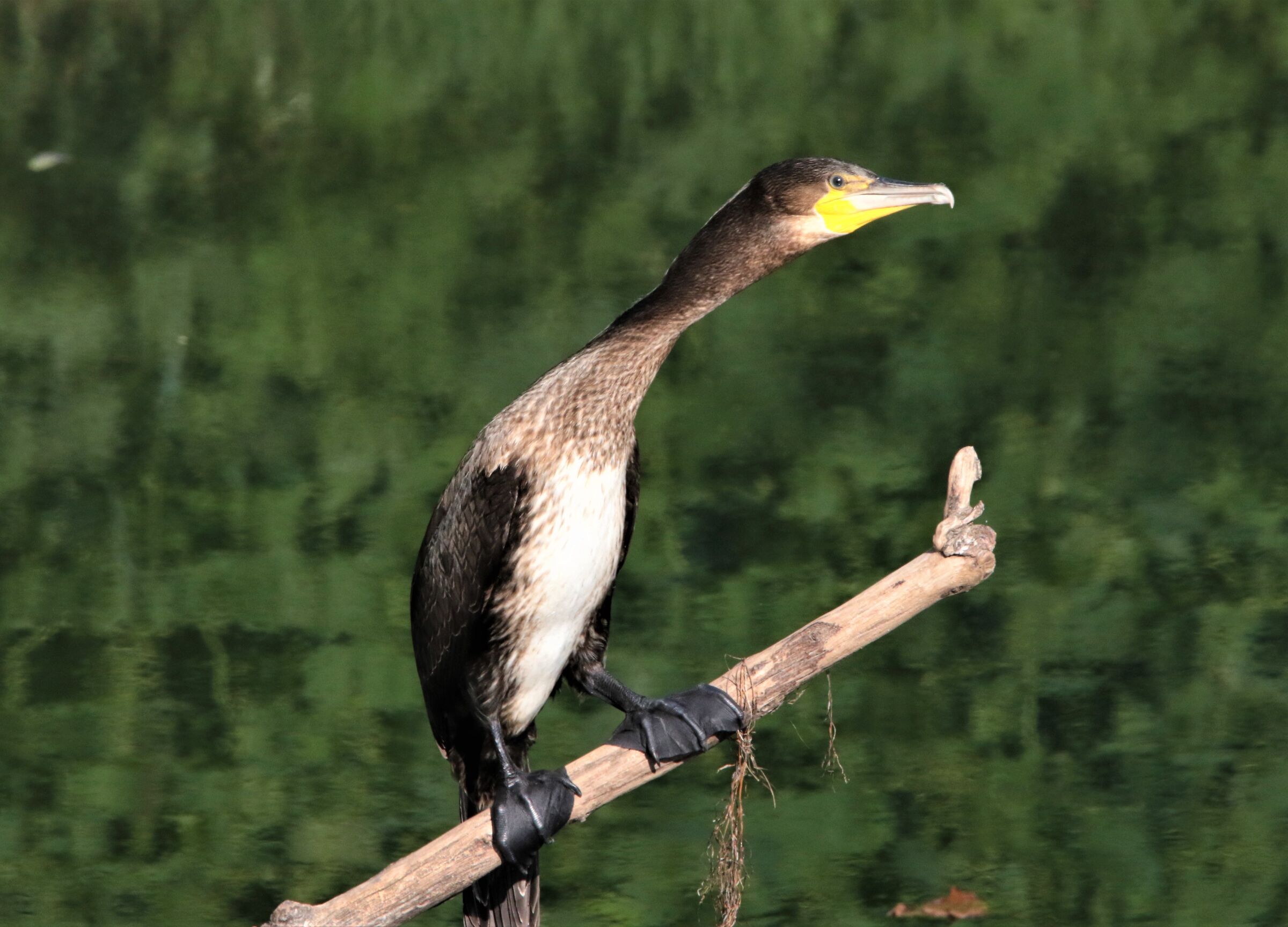 young cormorant...