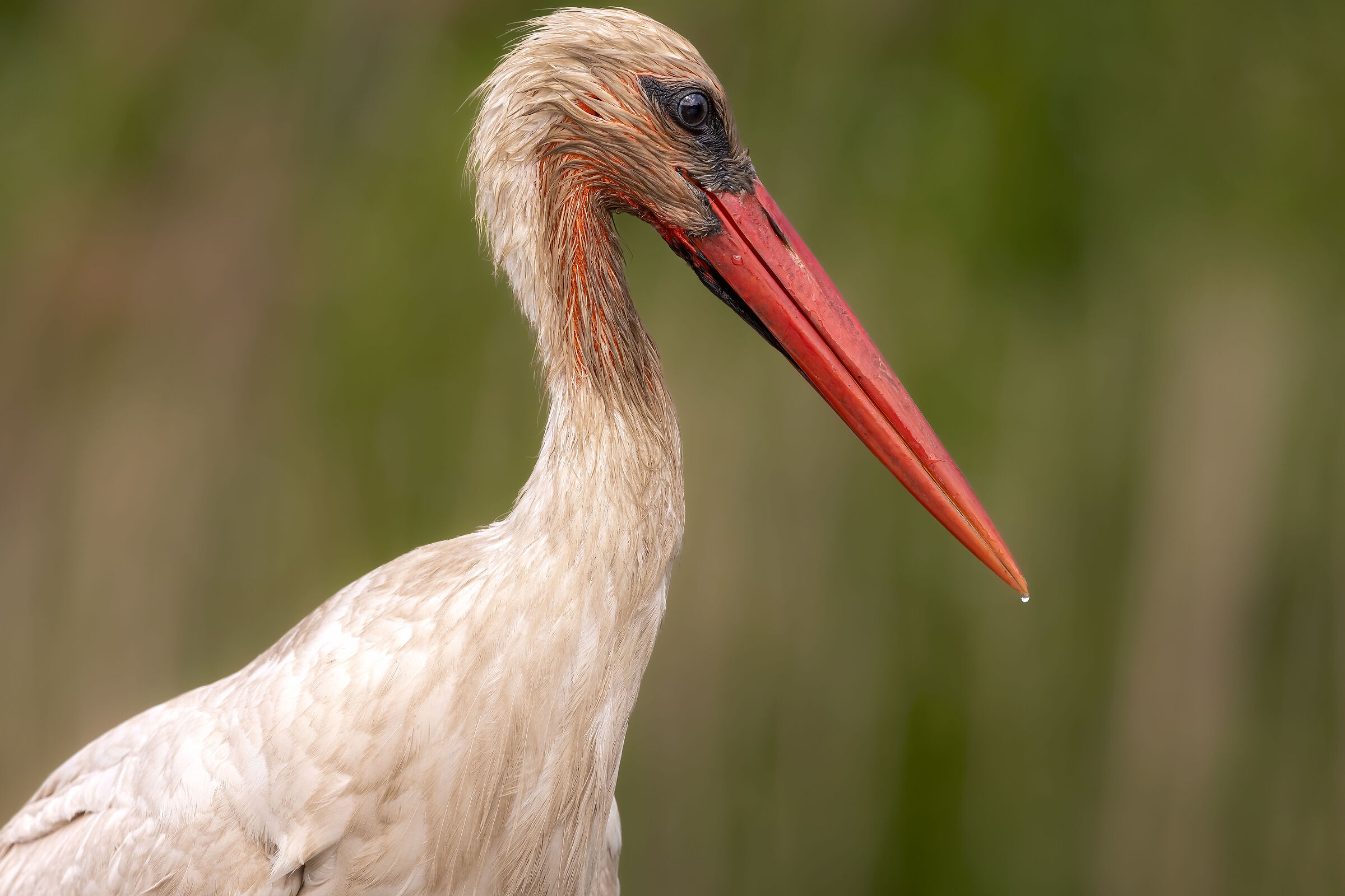 White stork portrait...