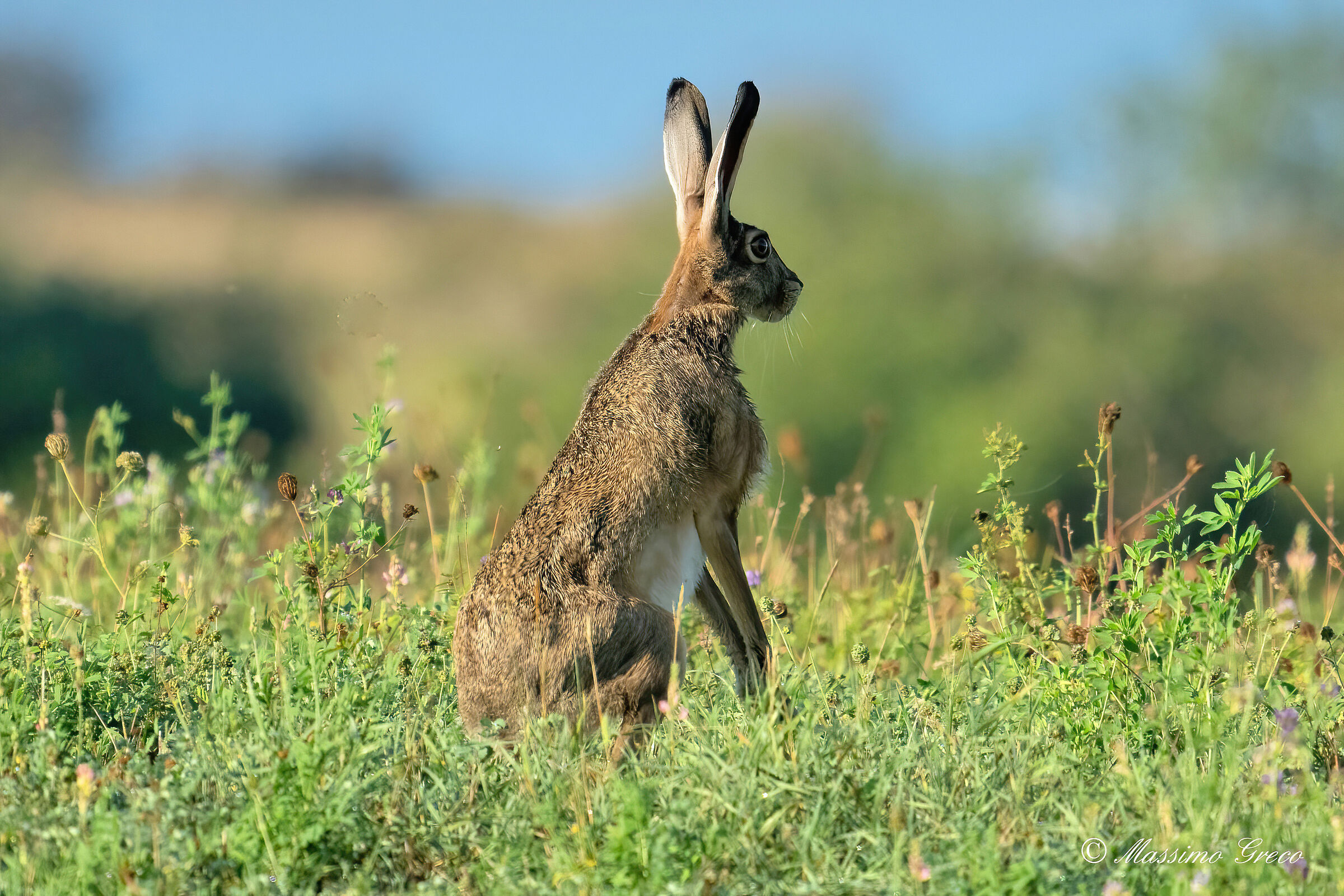 Alert !!!  Common hare...