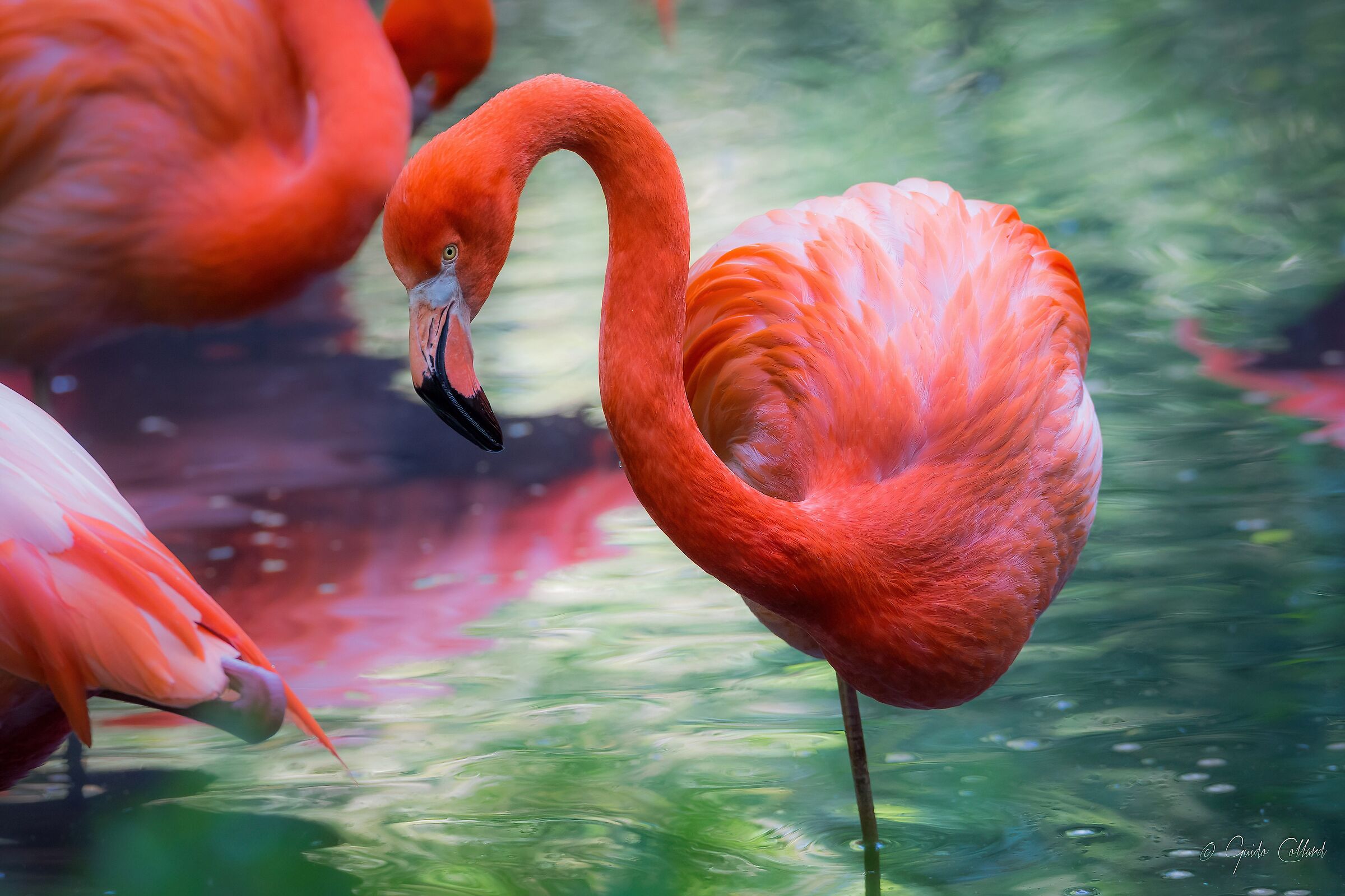 Pastel red flamingo...