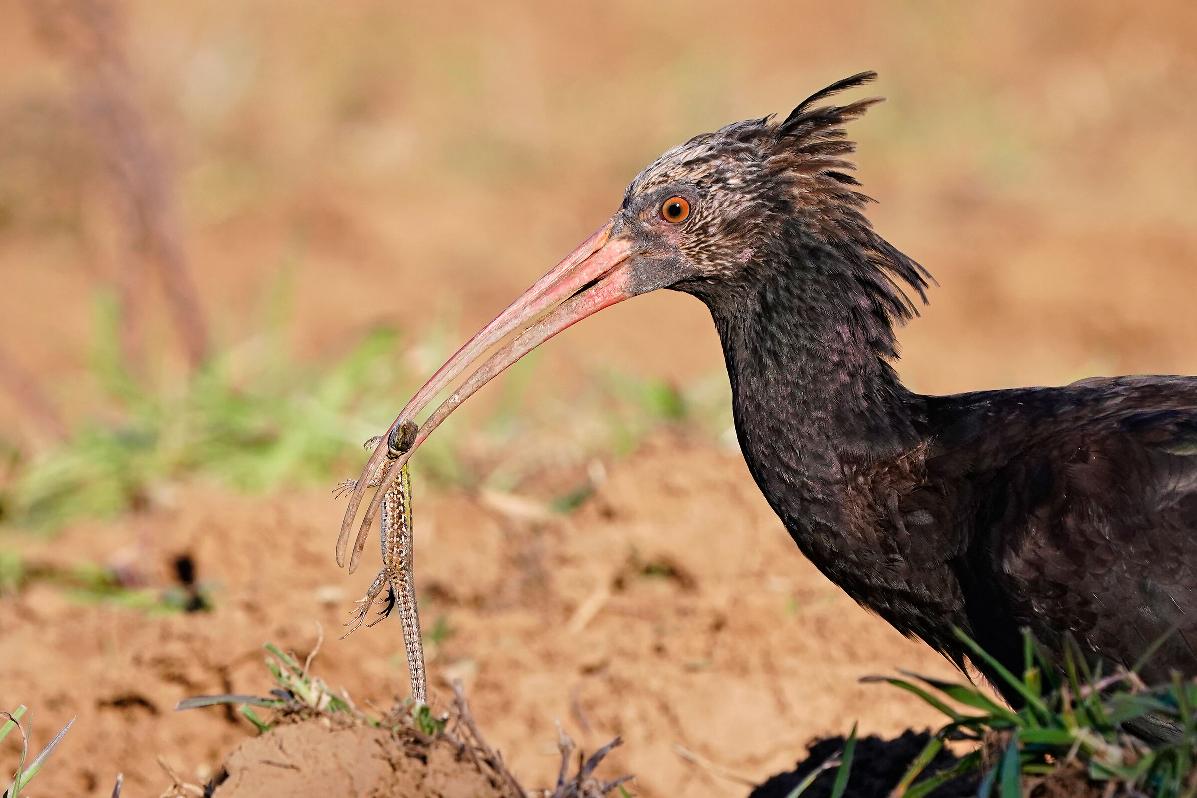 The dinner of the hermit ibis...
