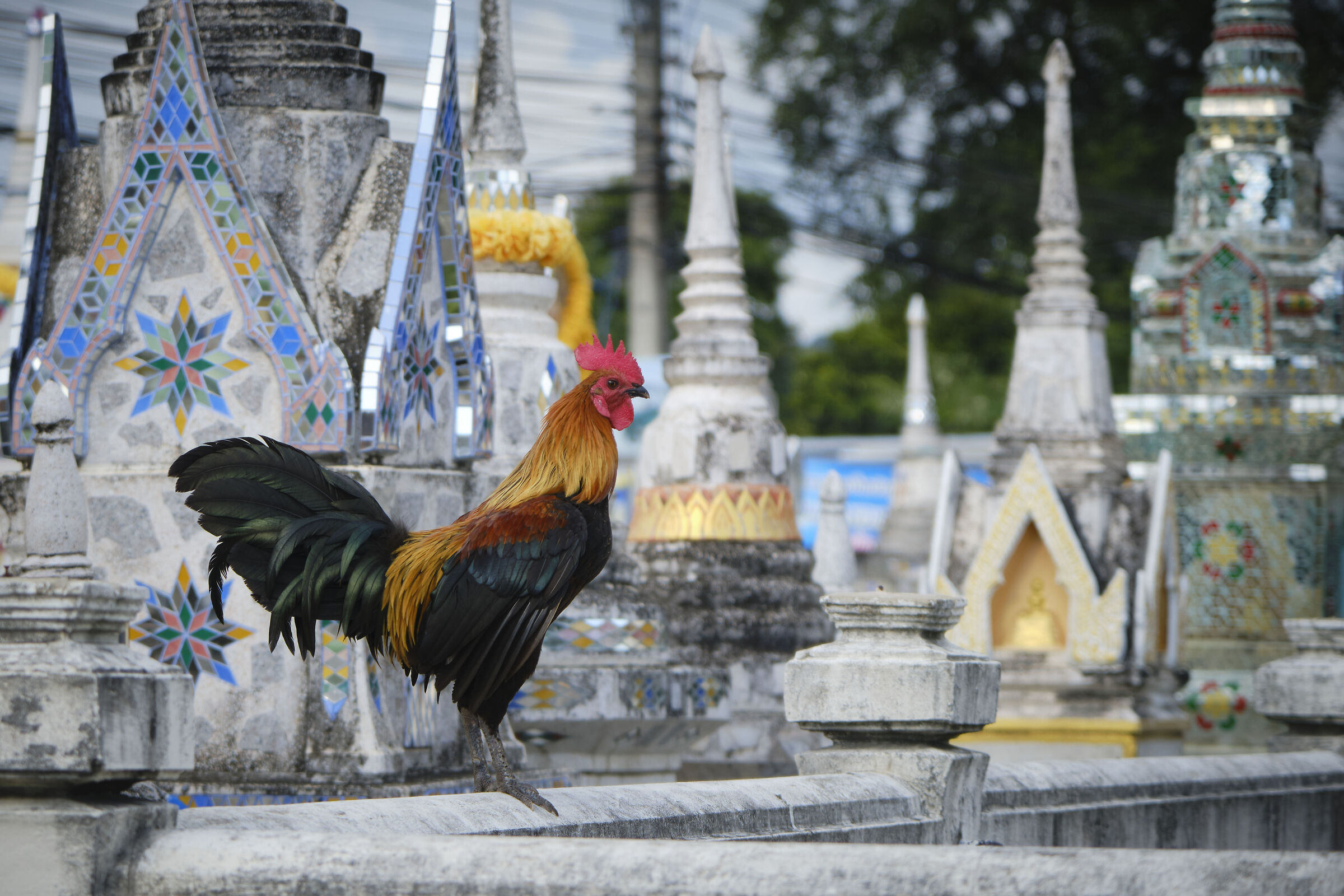 The rooster among the stupas...