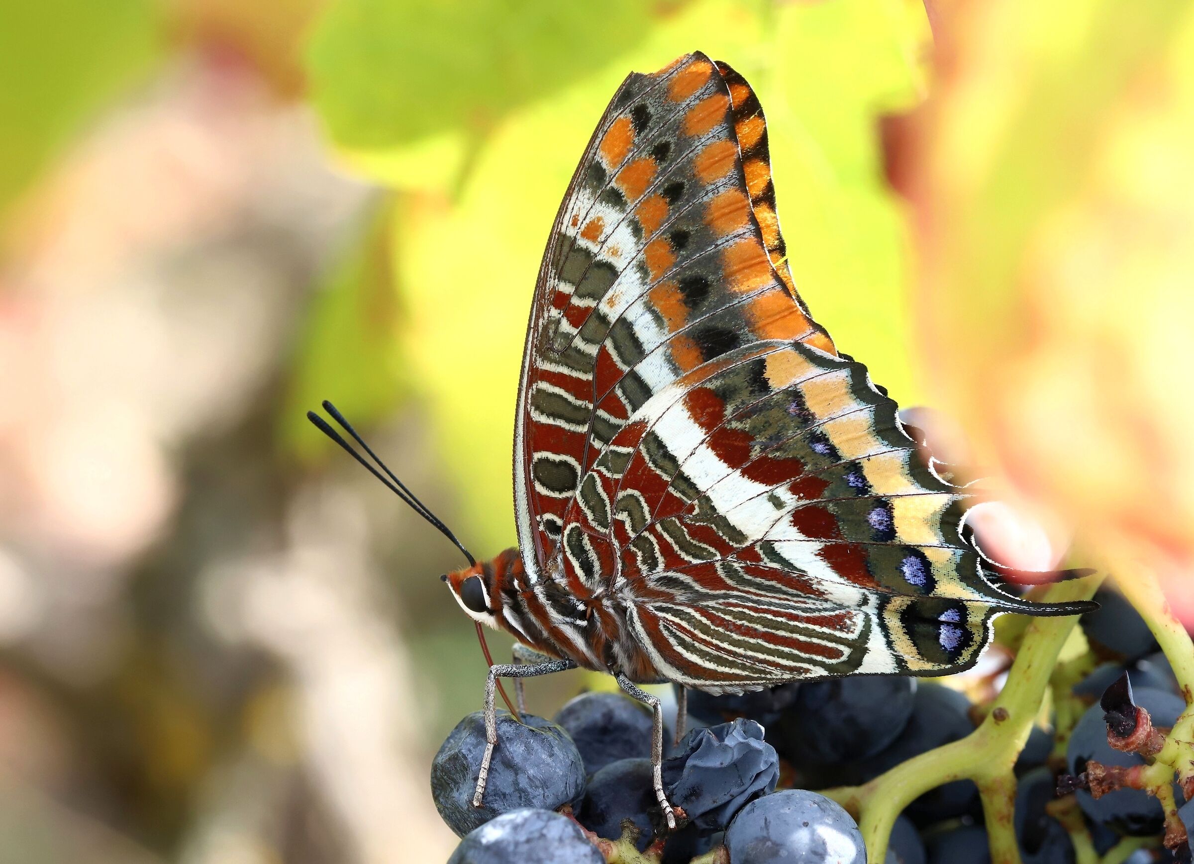 Harvest time (Charaxes jasius)...