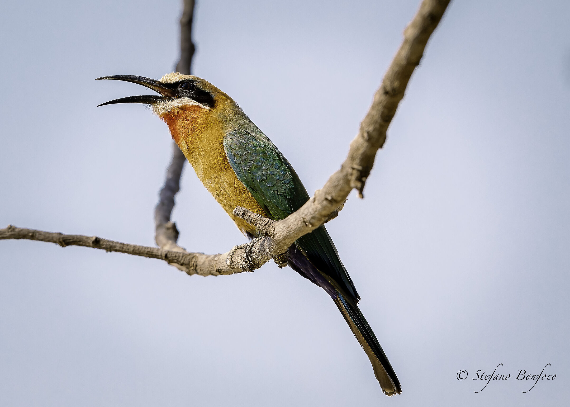 White-fronted bee-eater (Merops bullockoides)...