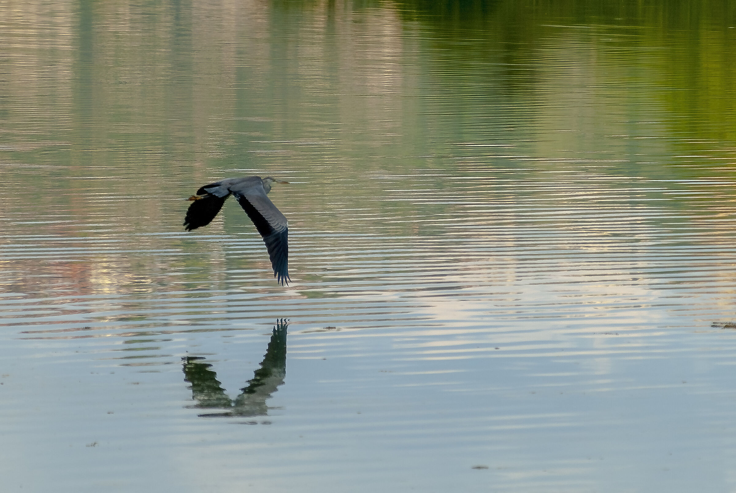 Grey heron on the water's surface...