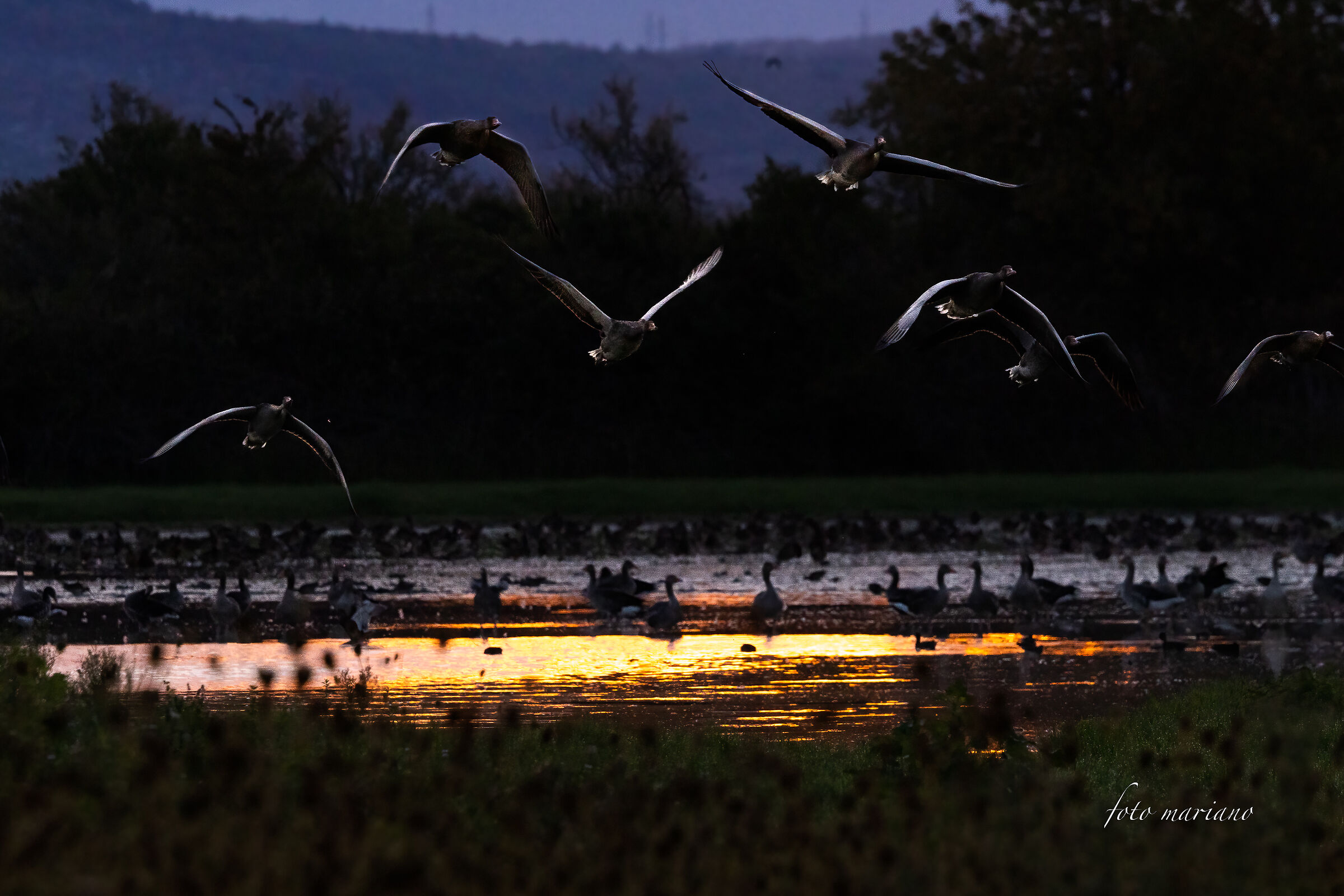 geese at the first light of dawn...