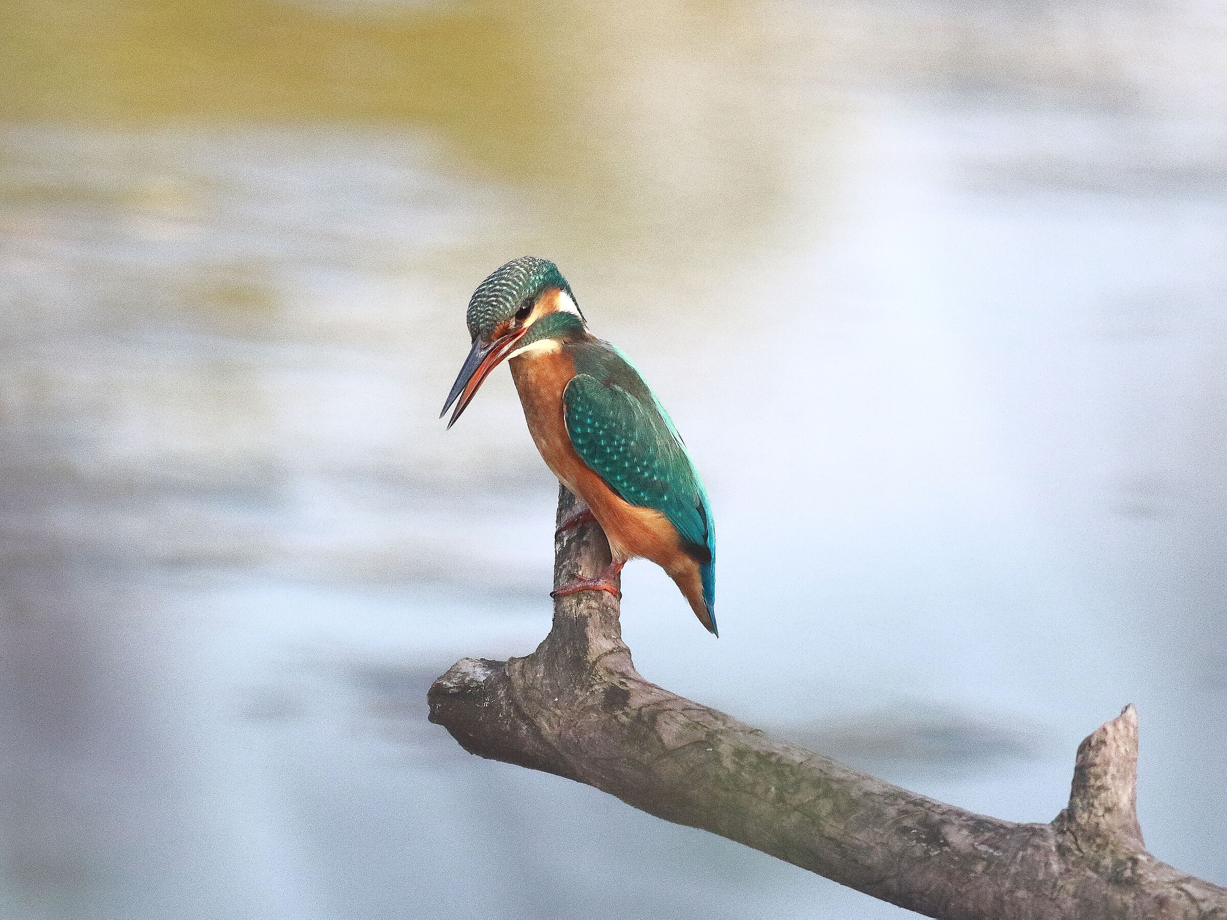 A classic: kingfisher (alcedo atthis)...