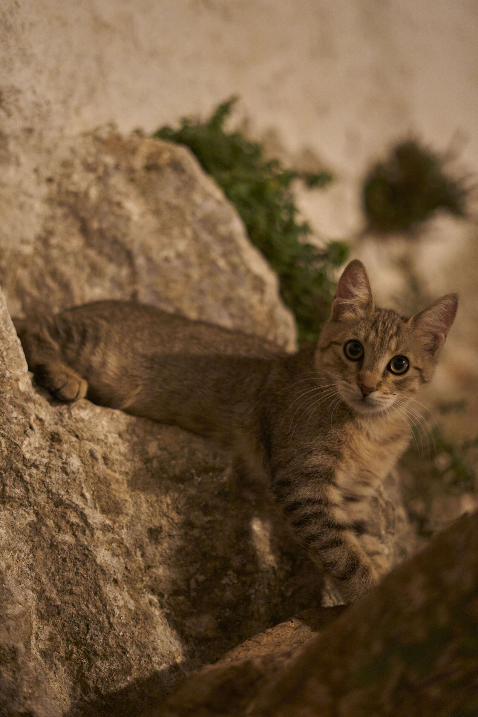 Apulian cat ...