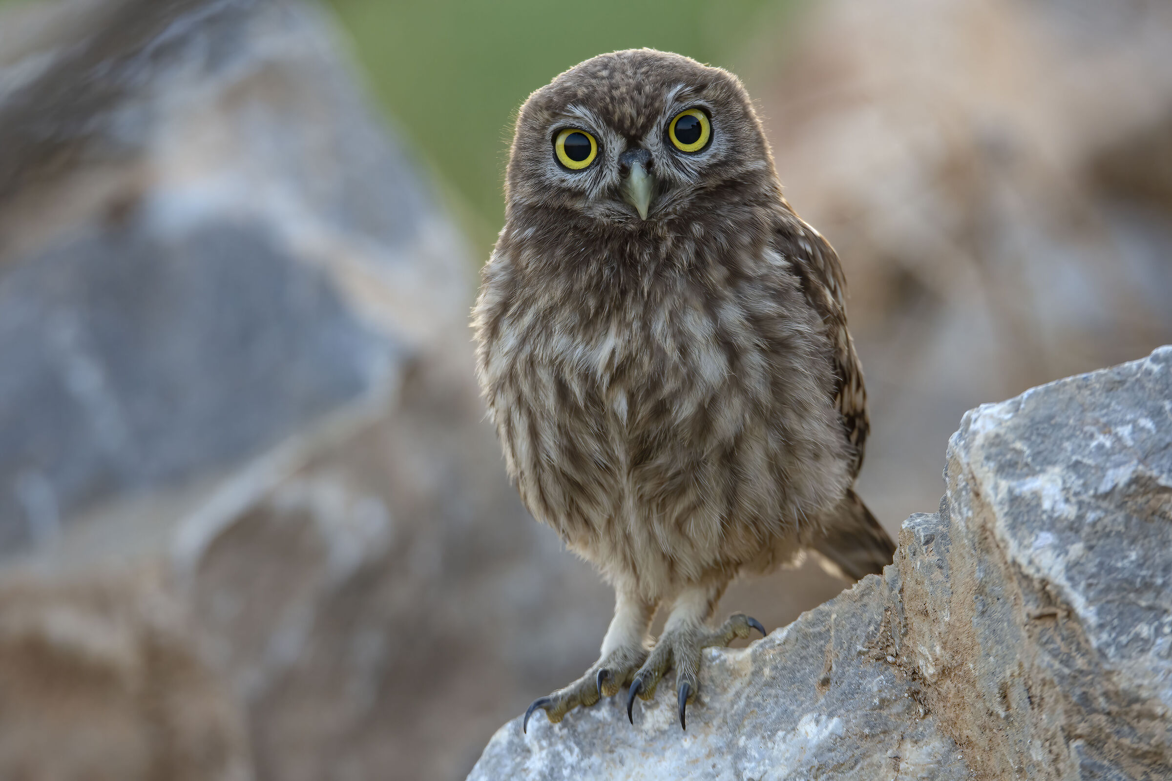 Curious owl...
