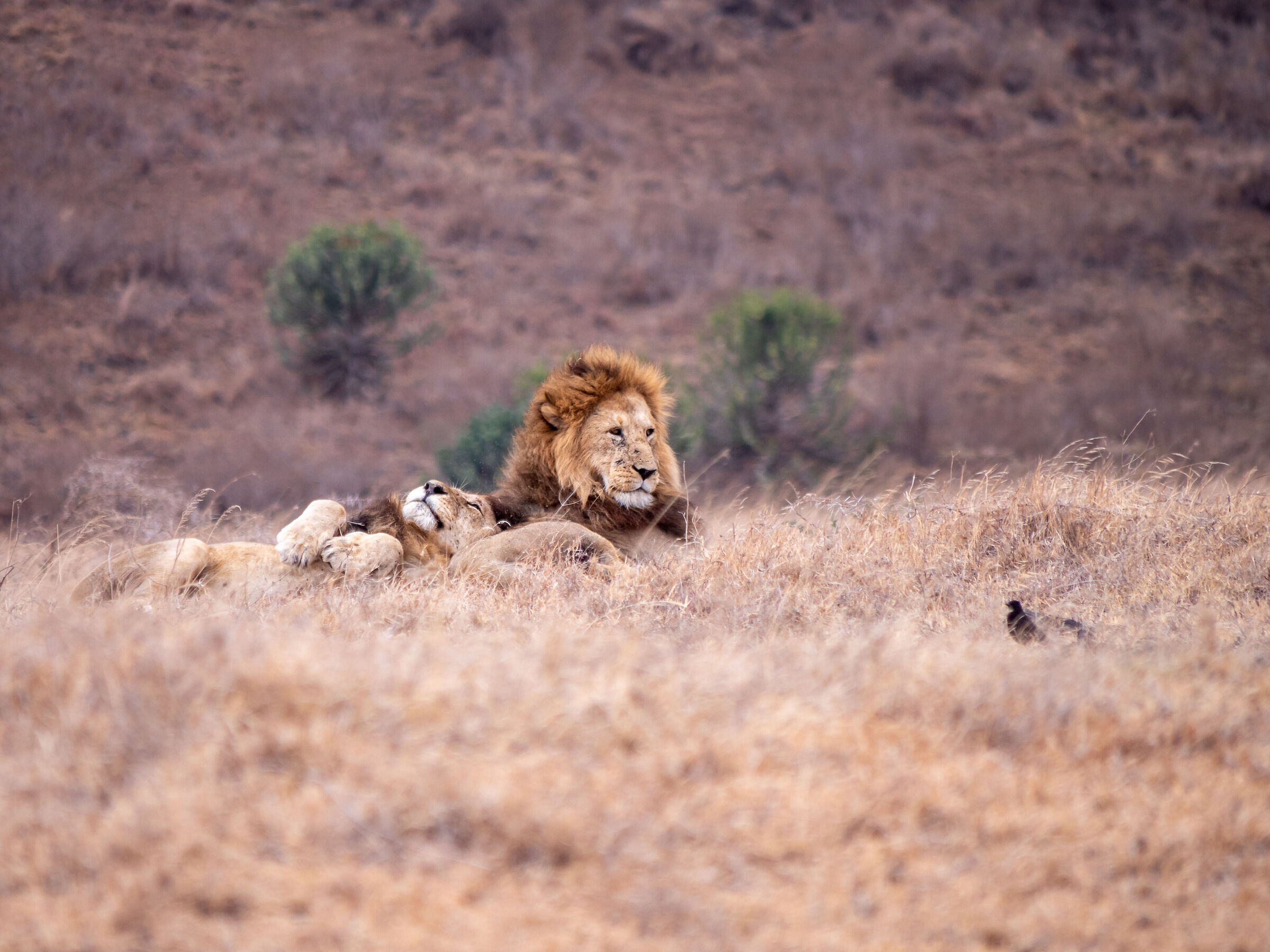 Ngorongoro Lion#1...