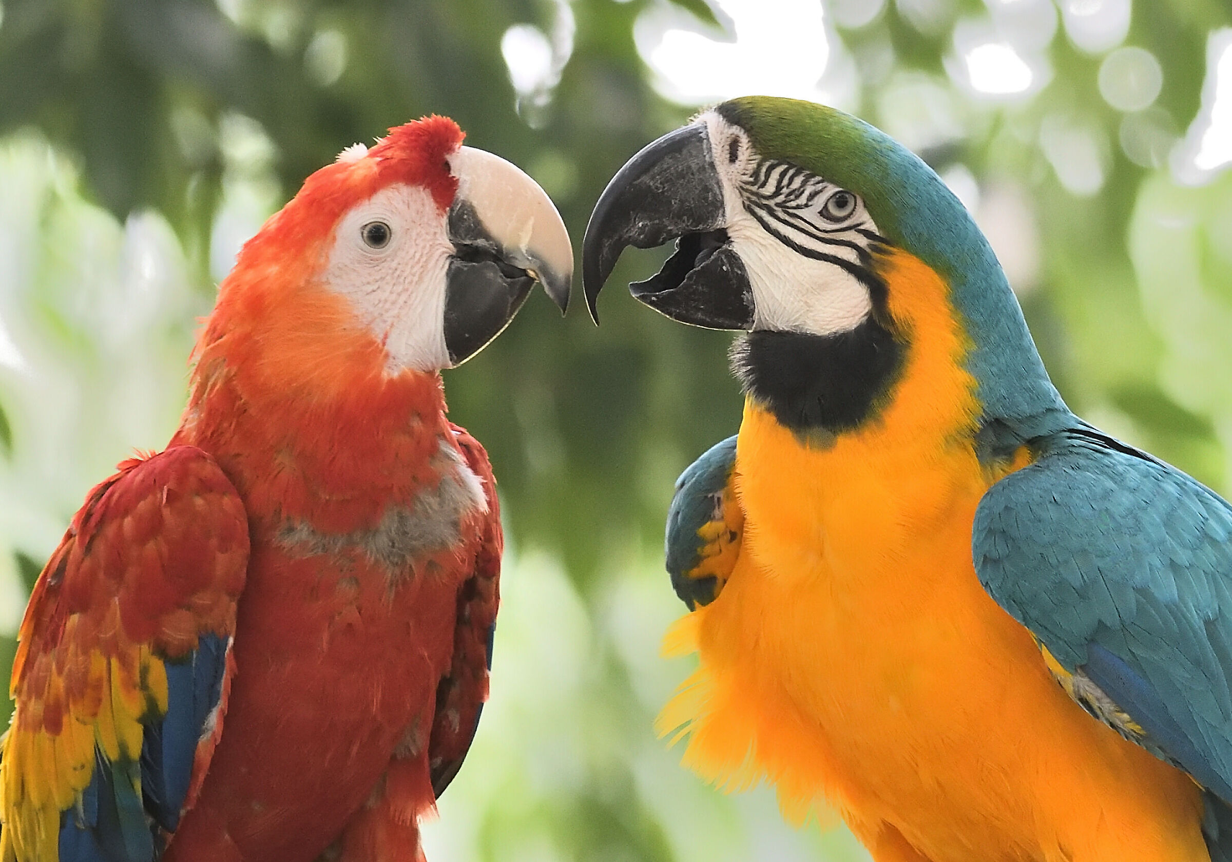 Love between parrots ...