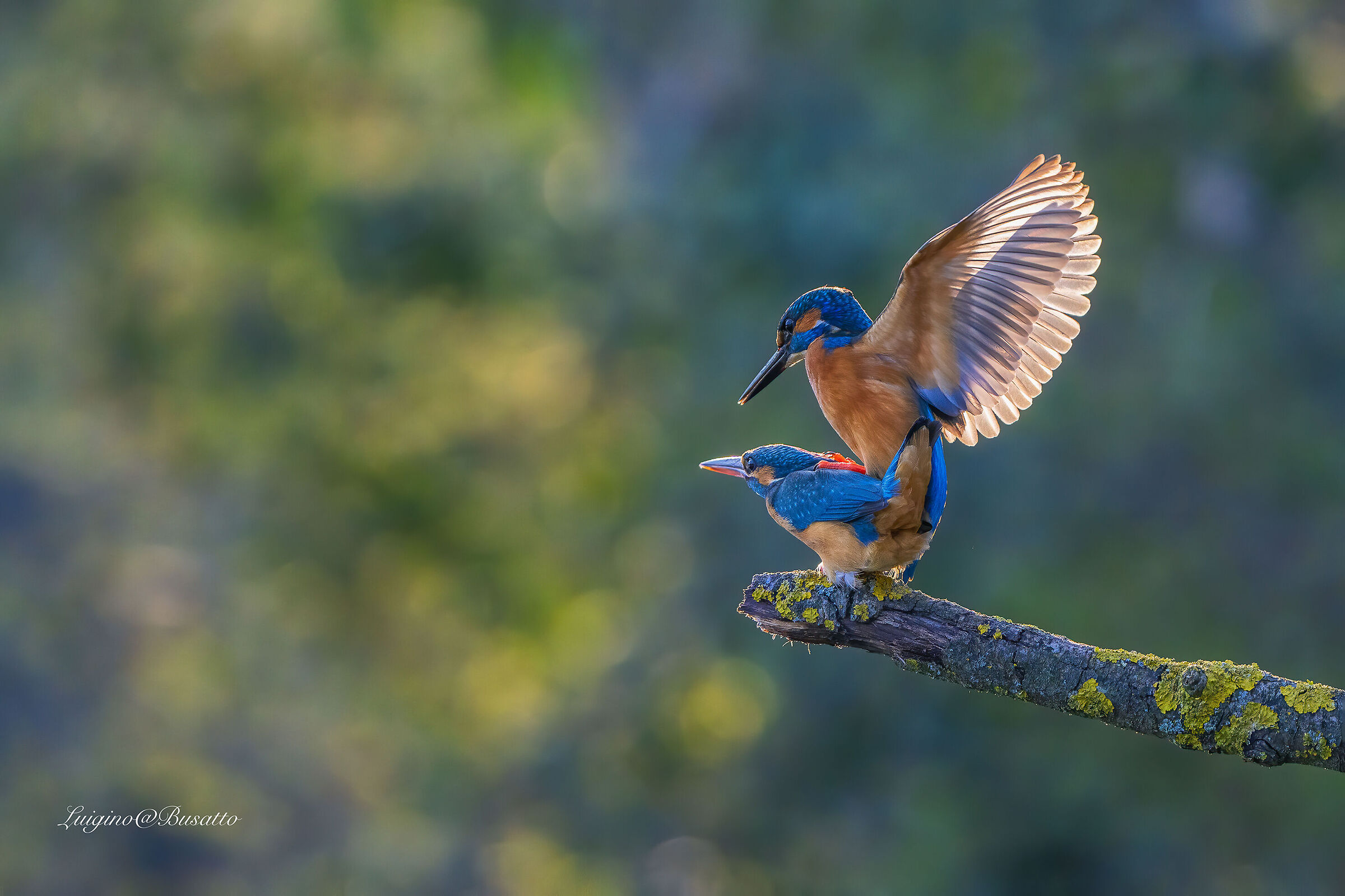 Kingfisher Mating ...