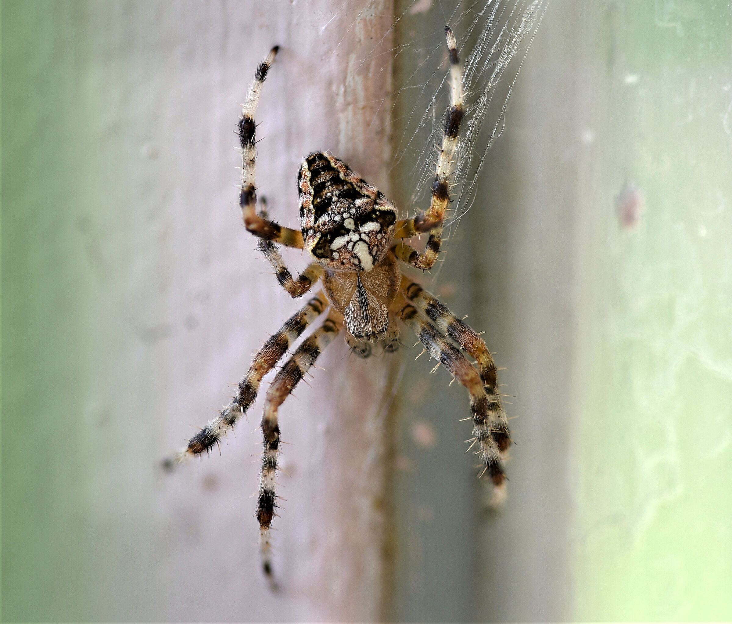 Welcome tenant (Crusader Spider)...