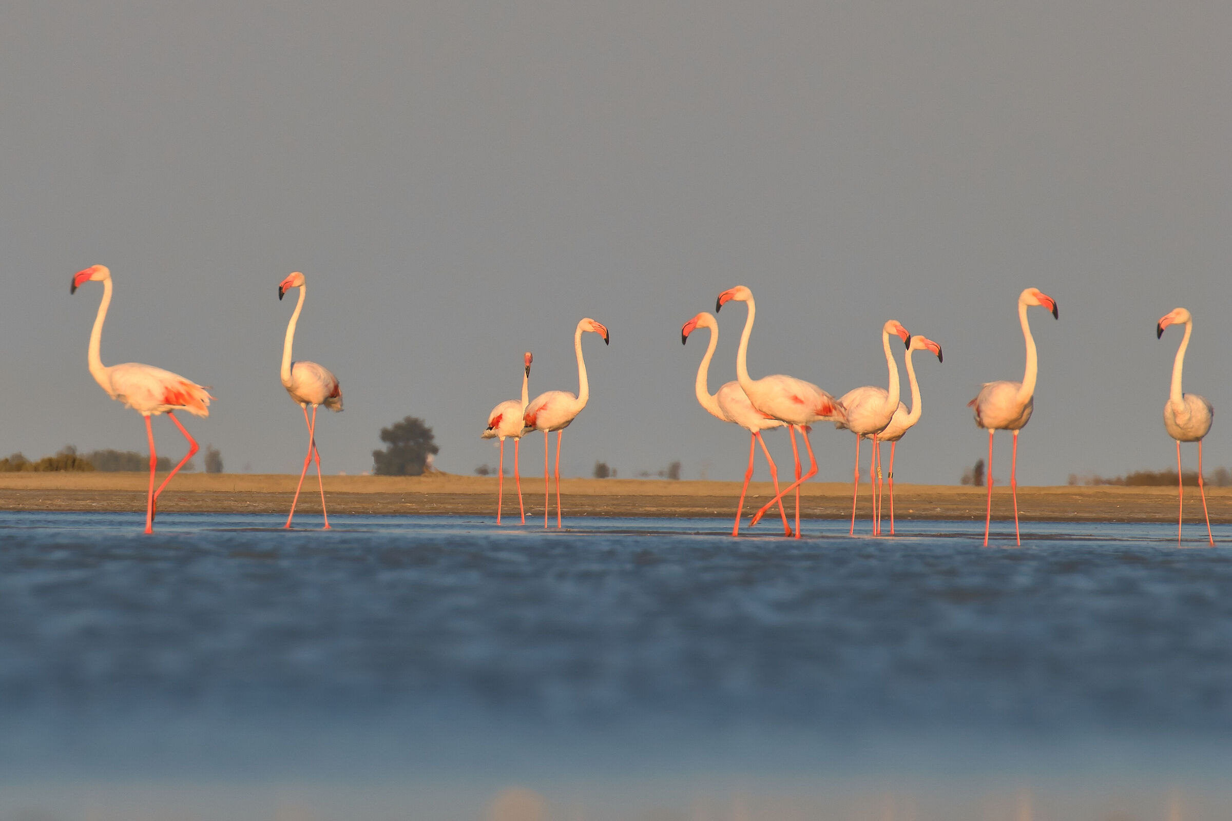 Flamingos - Camargue - France...