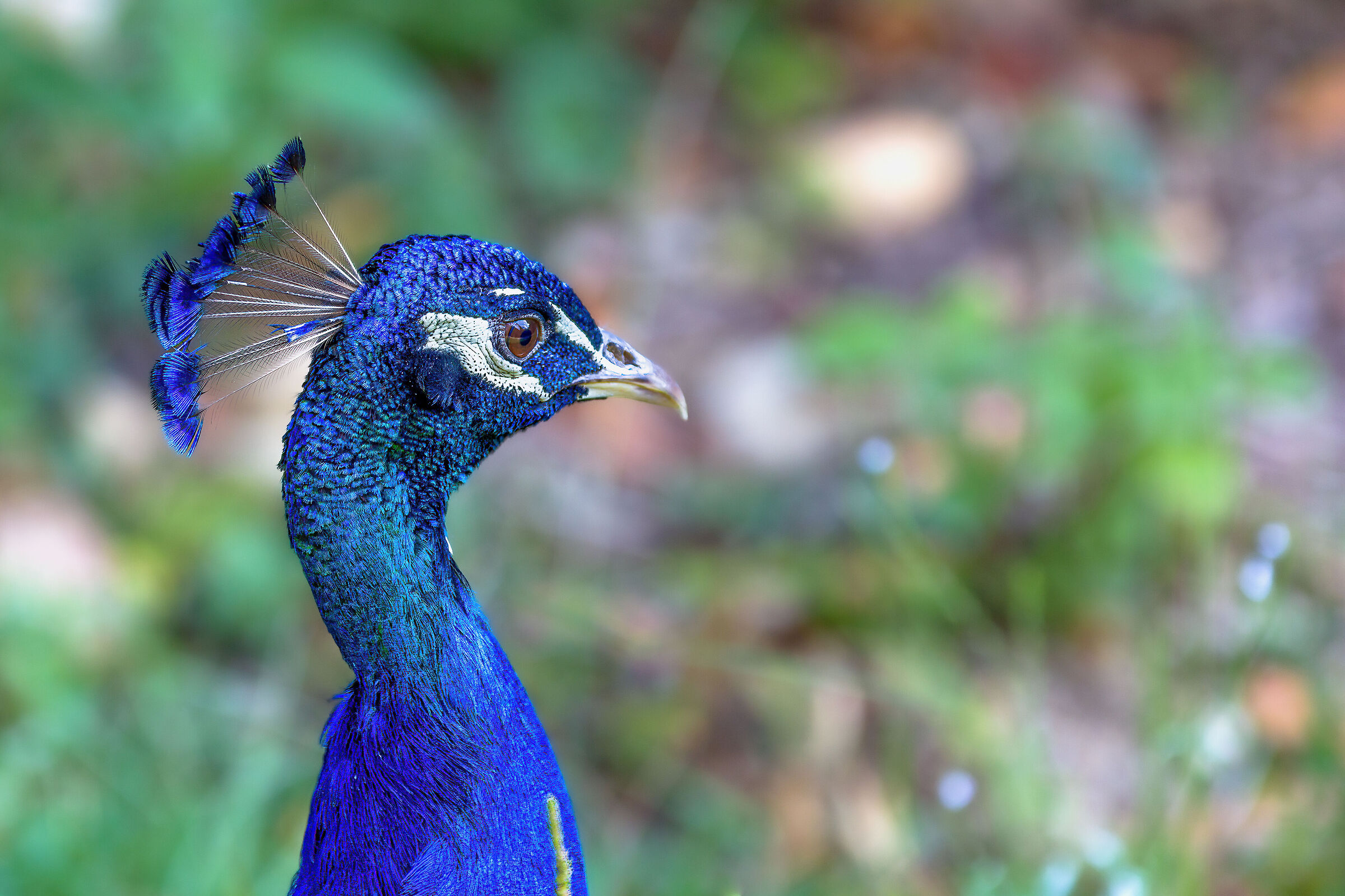 common peacock...