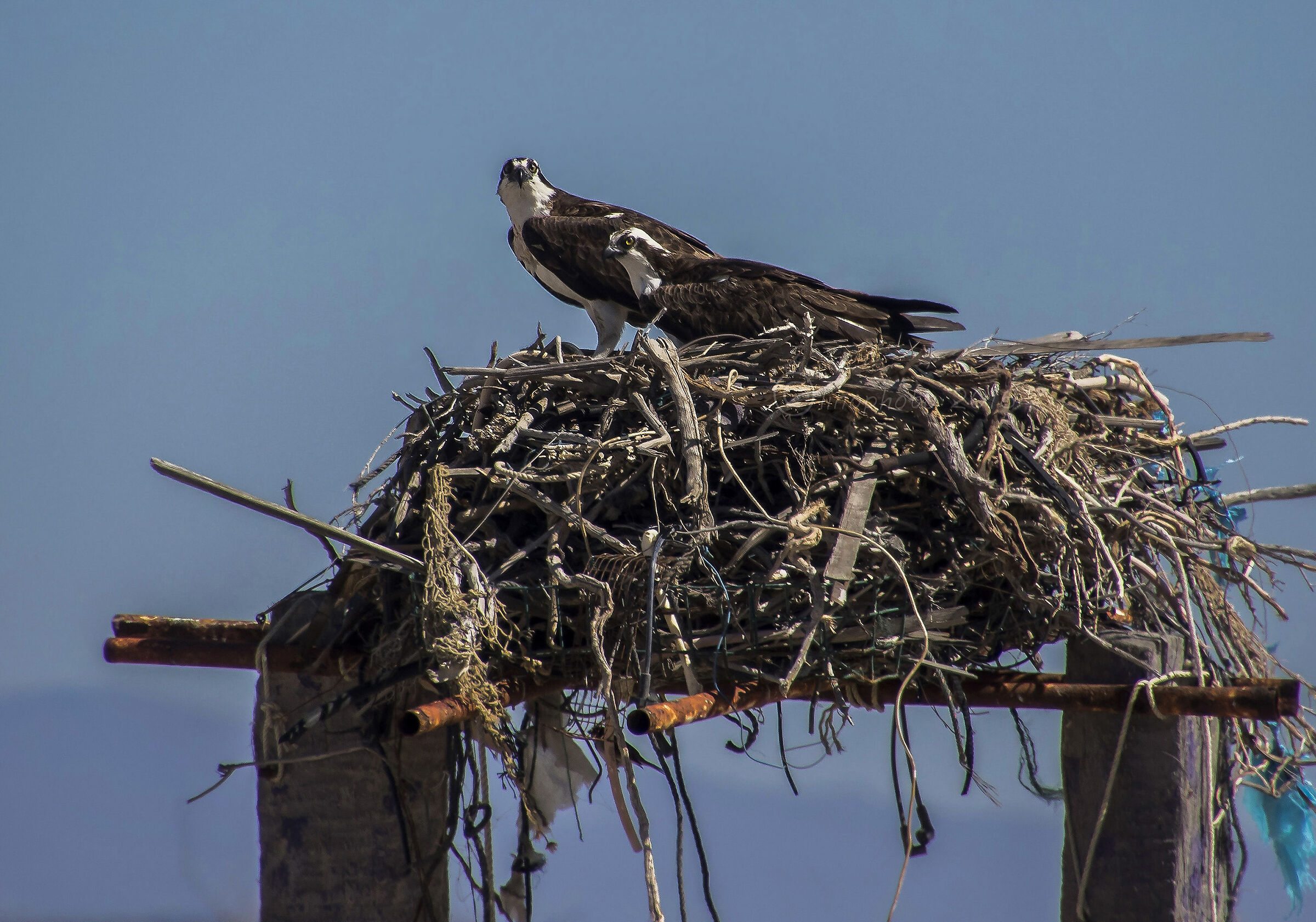 Ospreys pair at the nest...