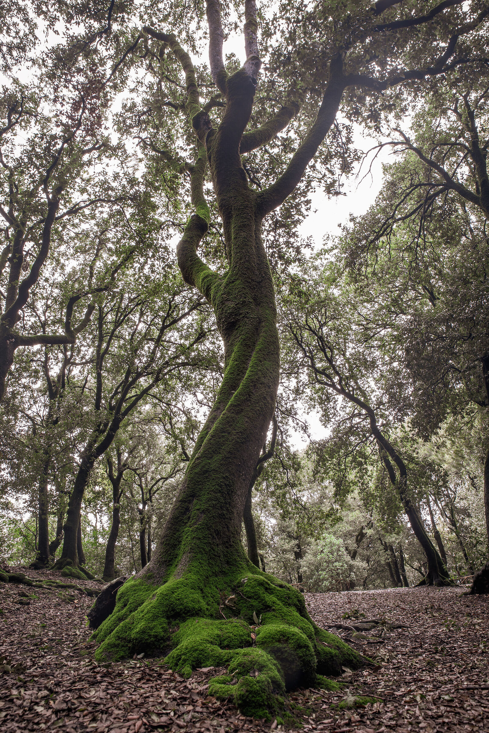 The dance of the Holm oak...