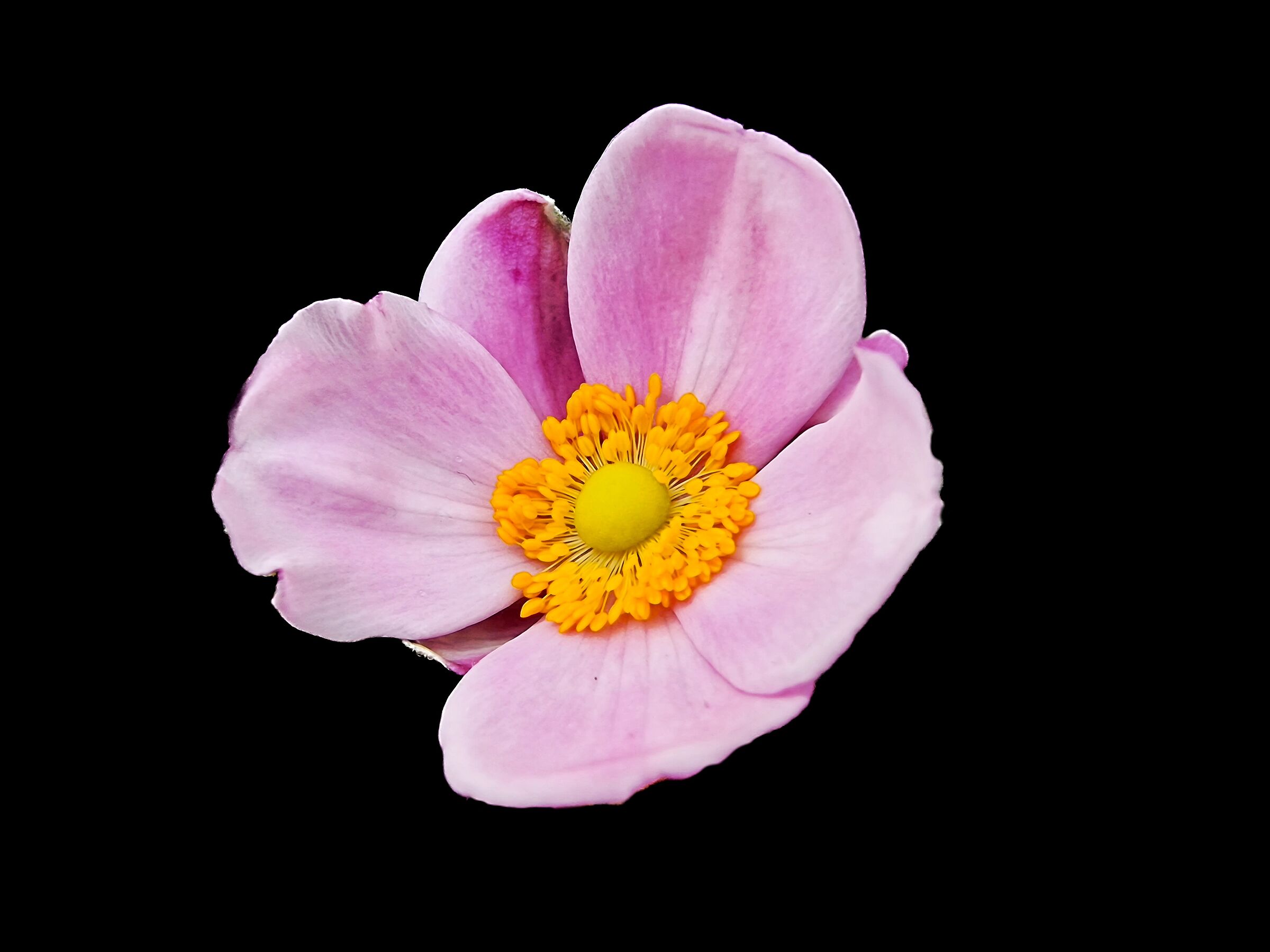 Pink anemone...