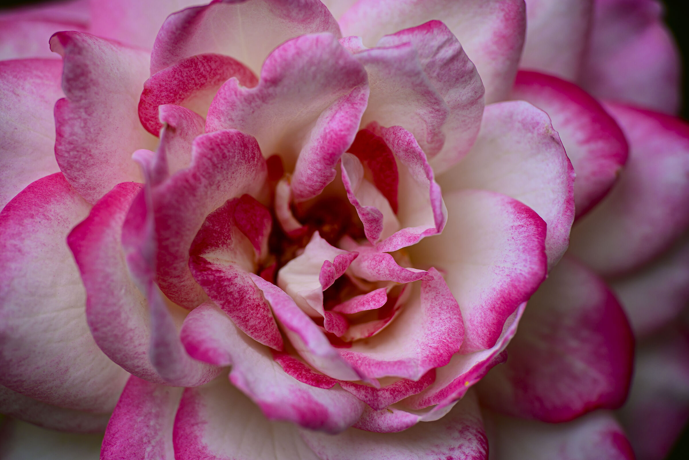 Pink rose ...