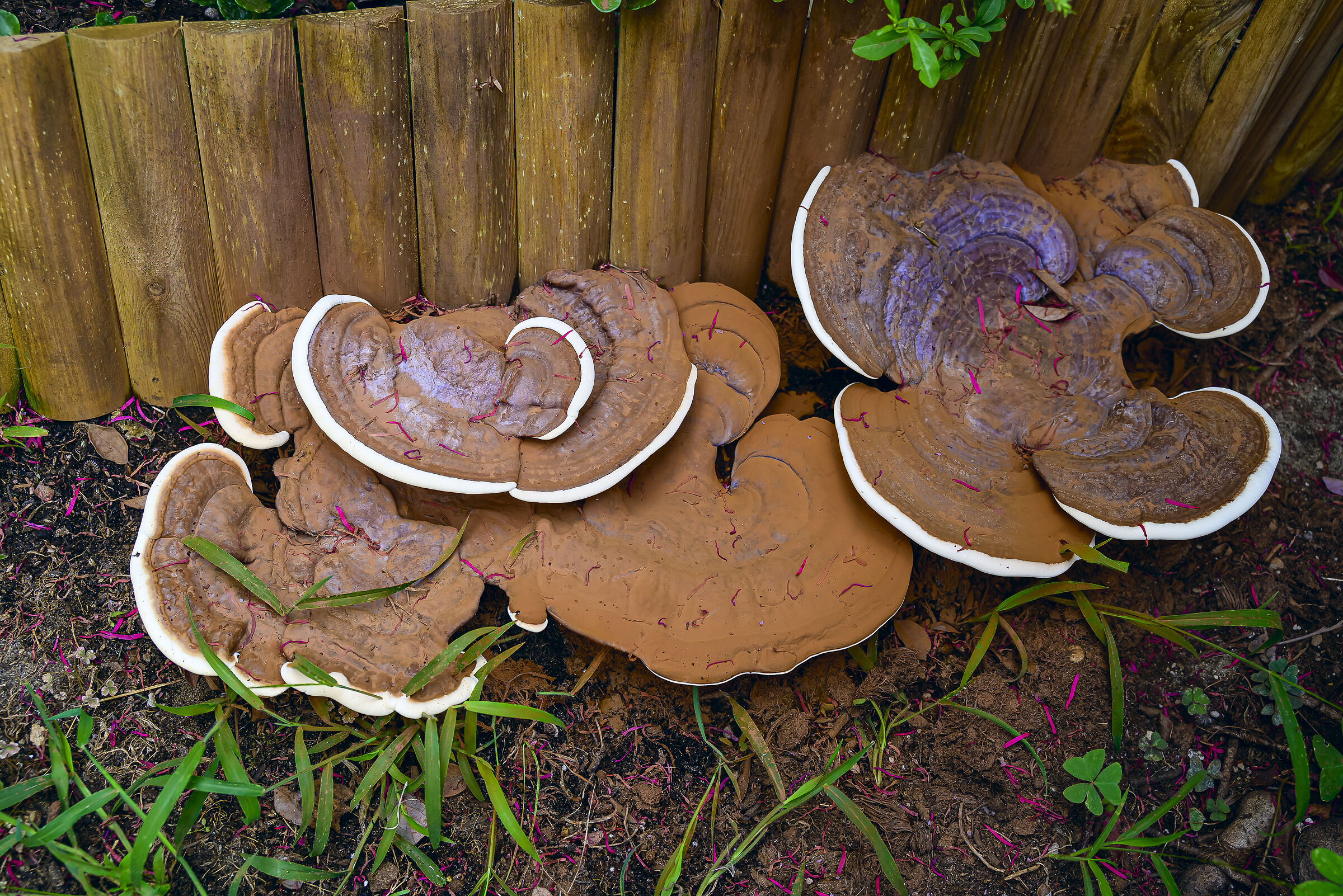 Garden mushrooms...