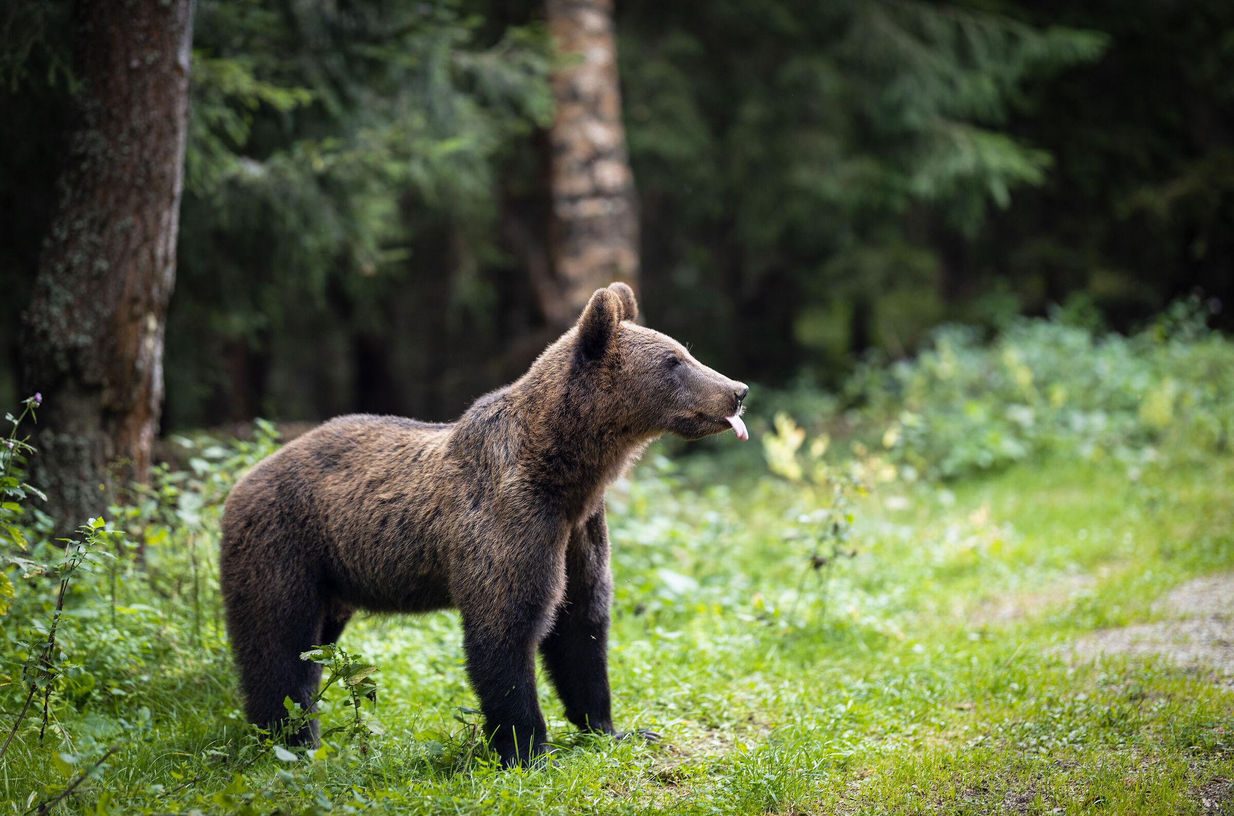 Bear on transfagarasan (Romania)...
