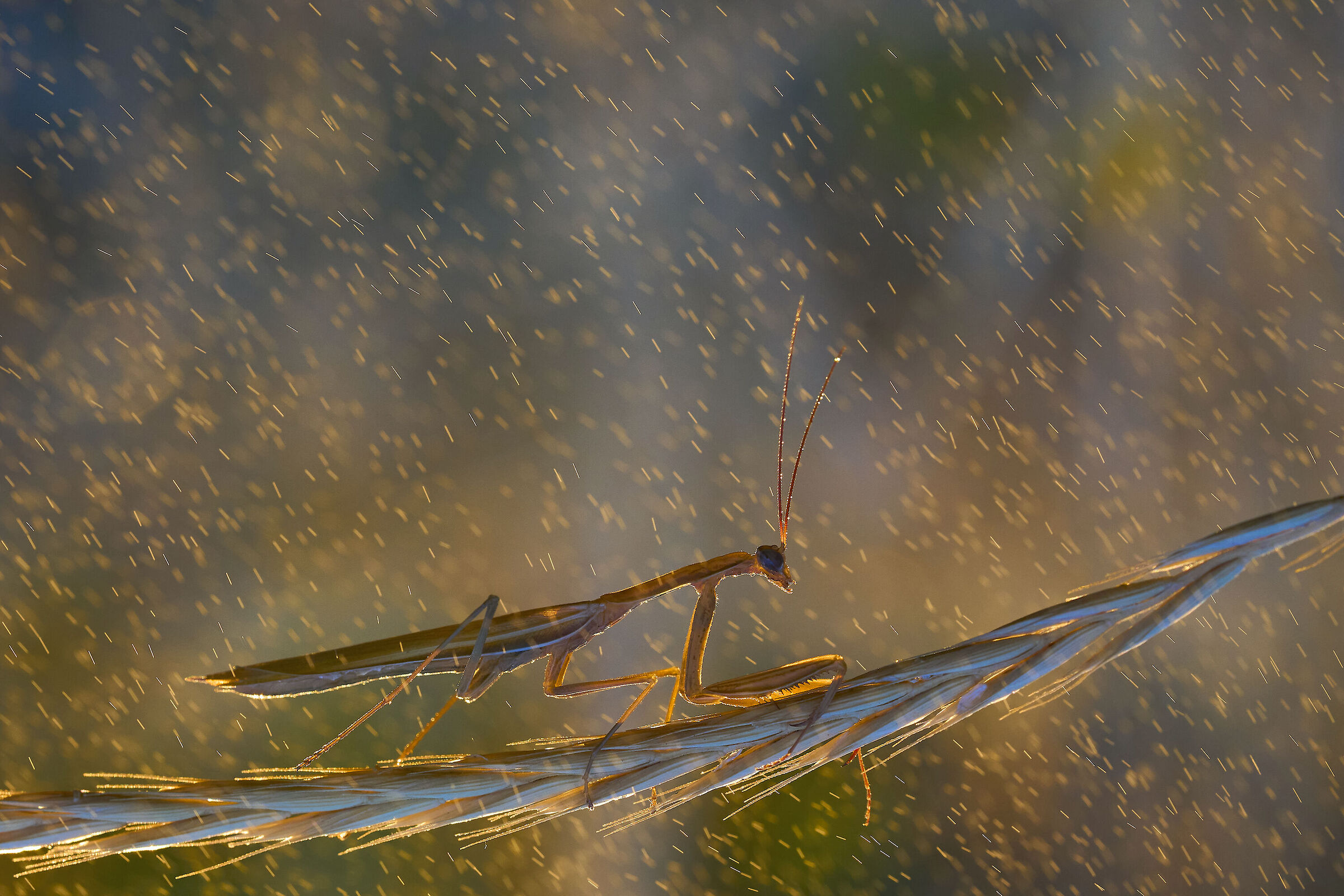 Golden rain - mantis...