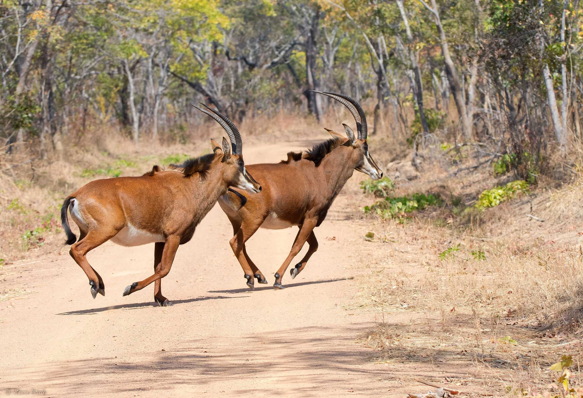 Black antelope (Hippotragus niger) ...