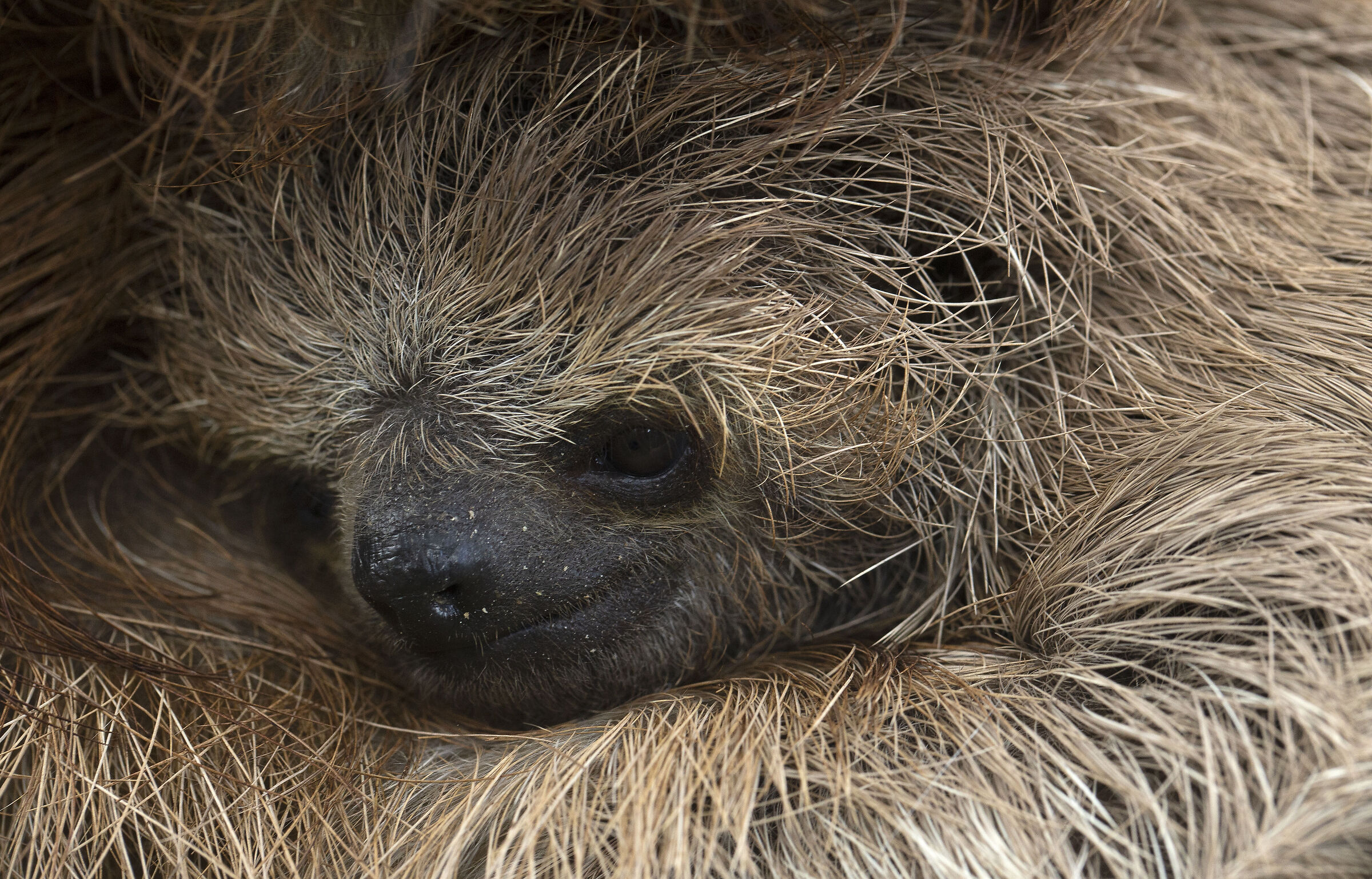 Baby sloth...
