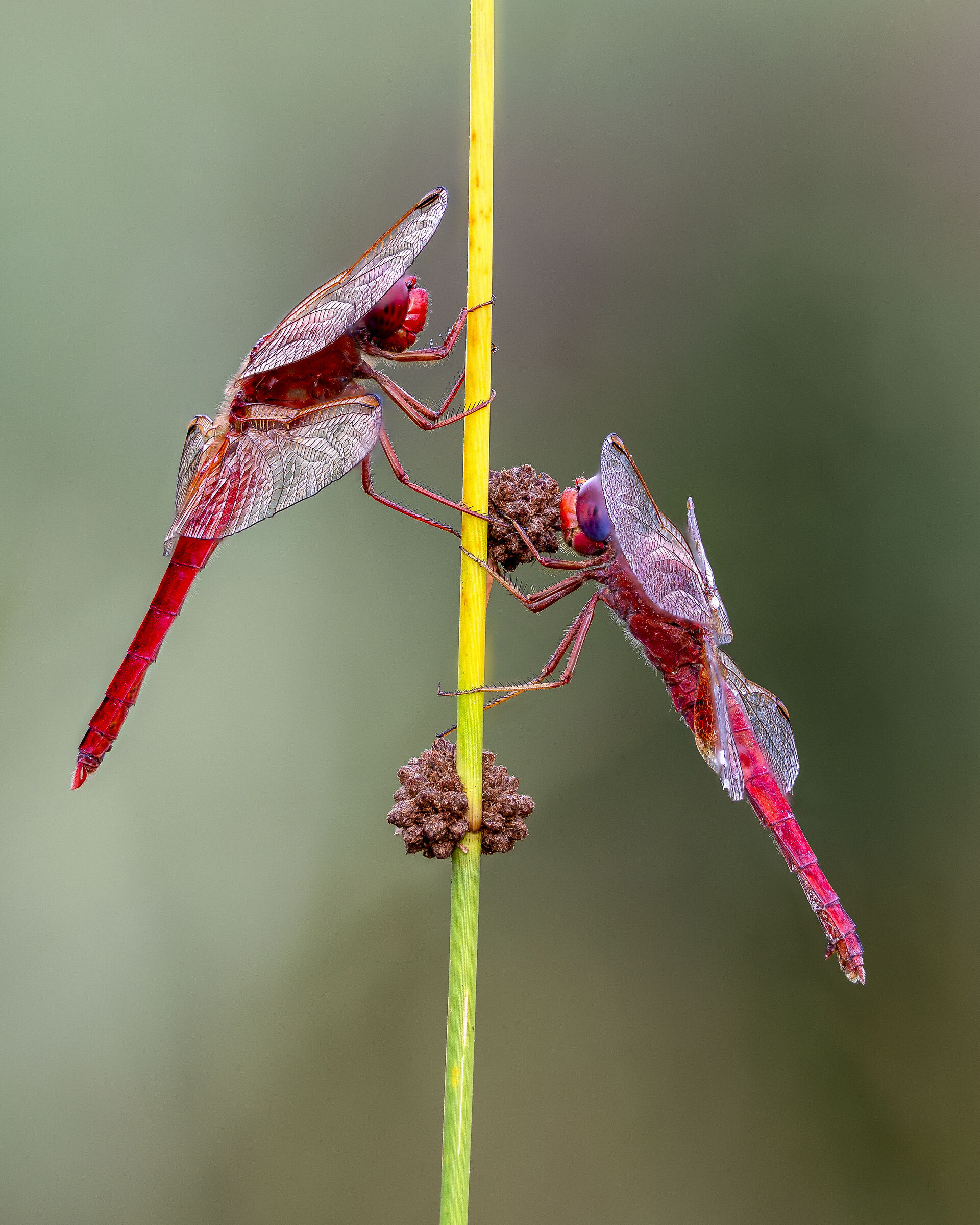 Red Dragonflies...