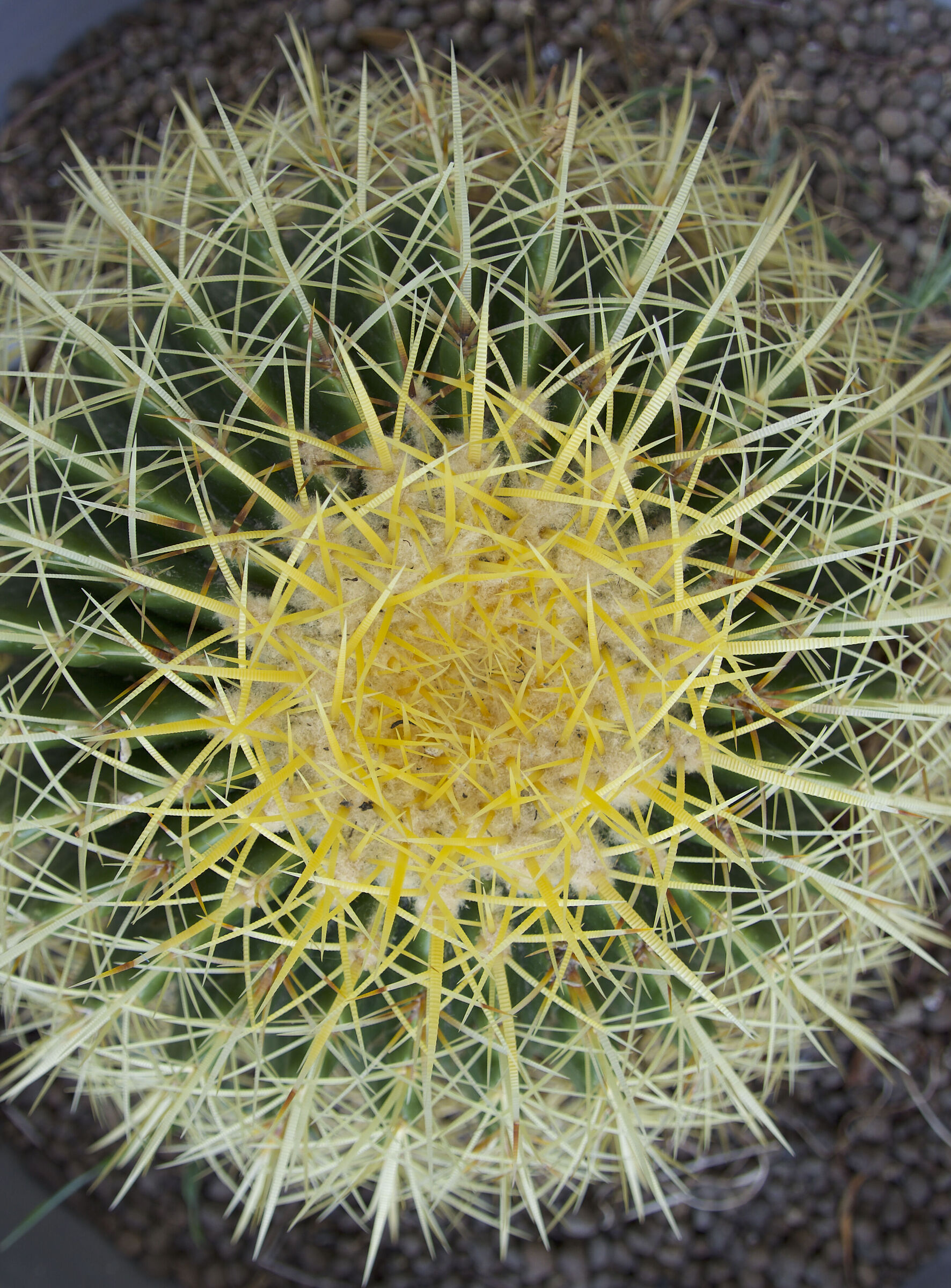 Echinocactus...