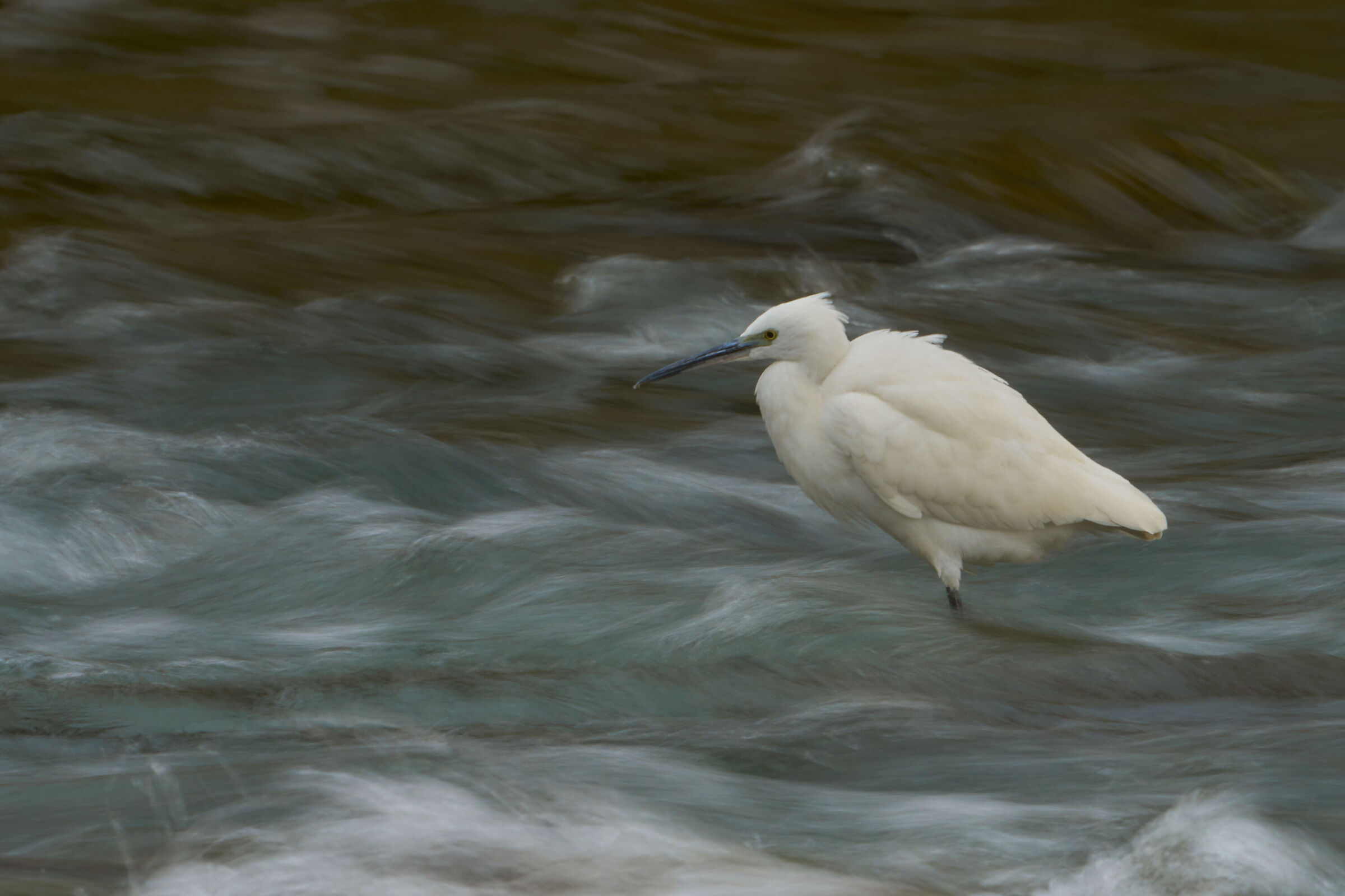 Like a painting - egret...