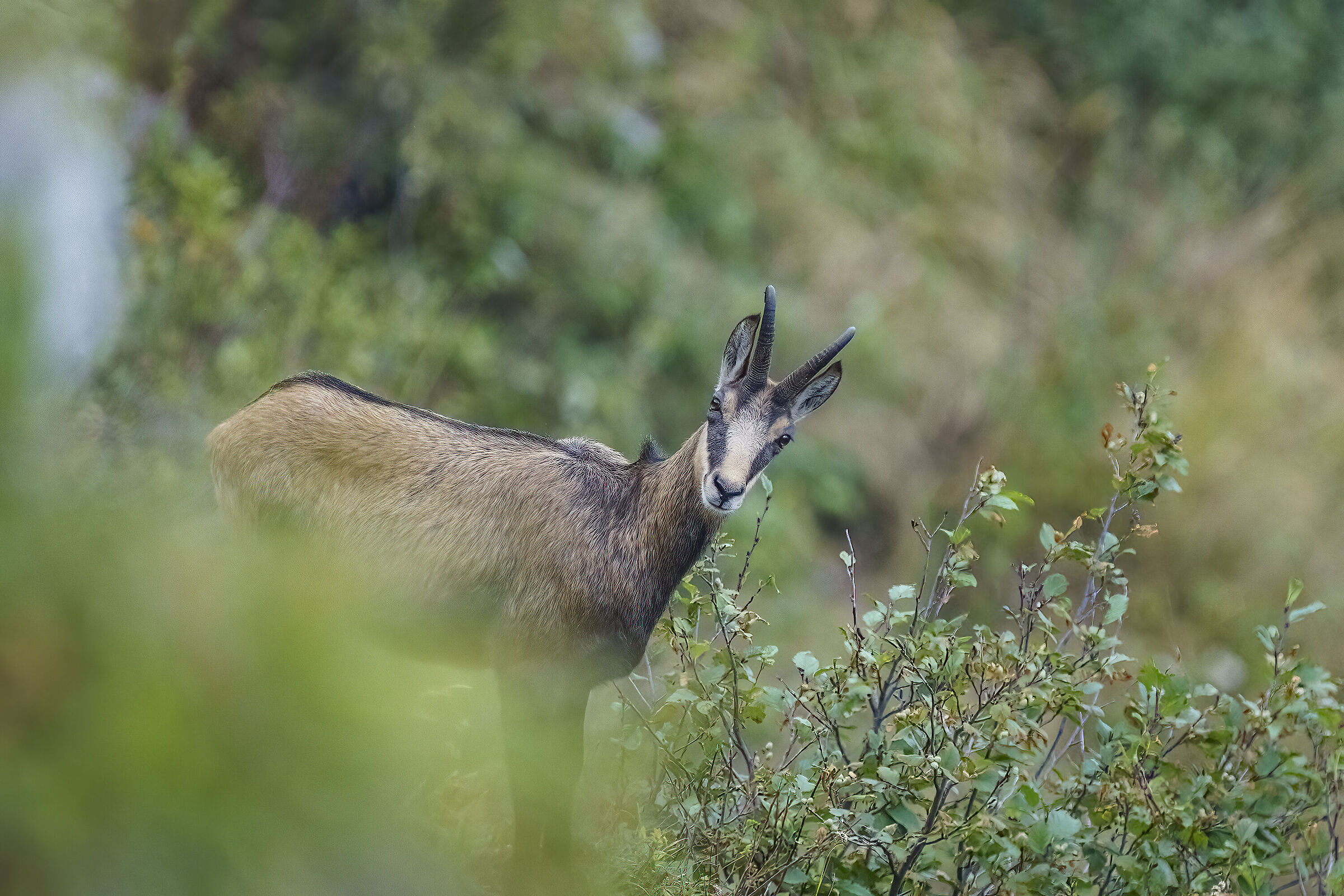 Chamois in Val Resia...