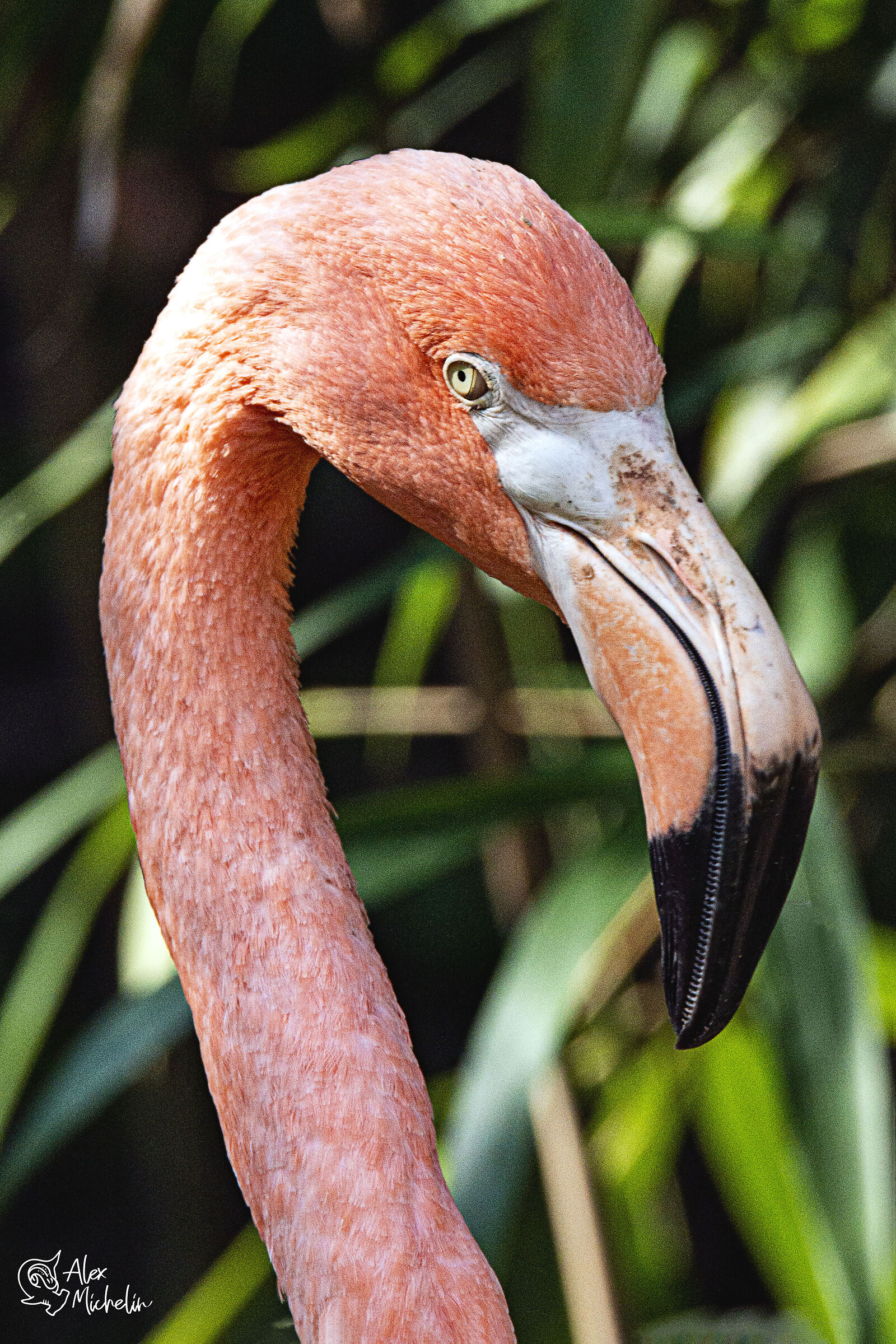pink flamingo ...