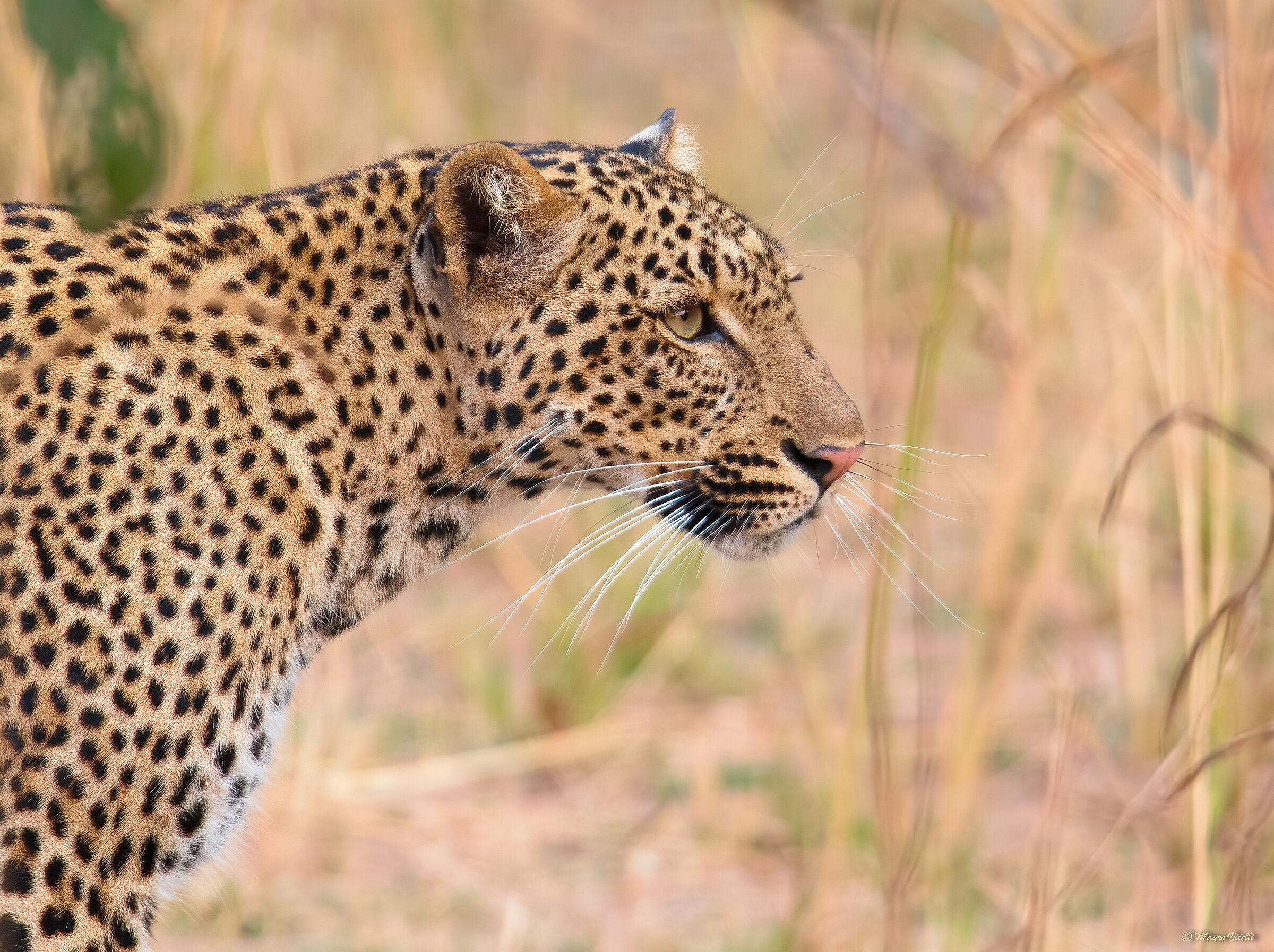 Leopardo...il mio preferito (Zambia) South Luangwa...